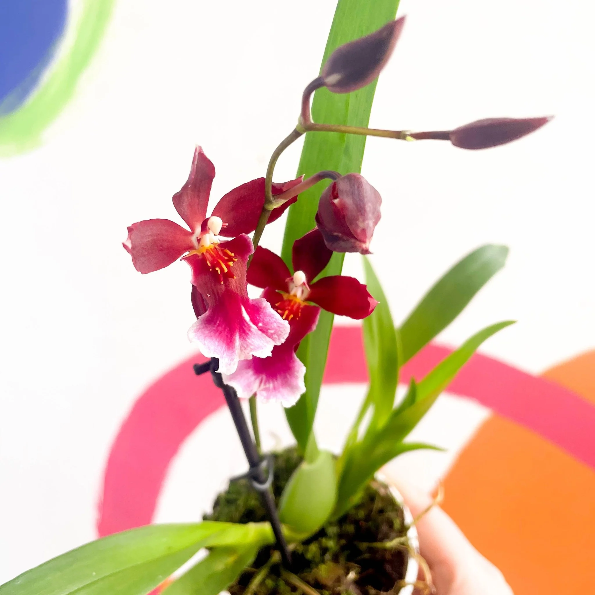 Butterfly Orchids - Odontoglossum wilsonara - Image 2