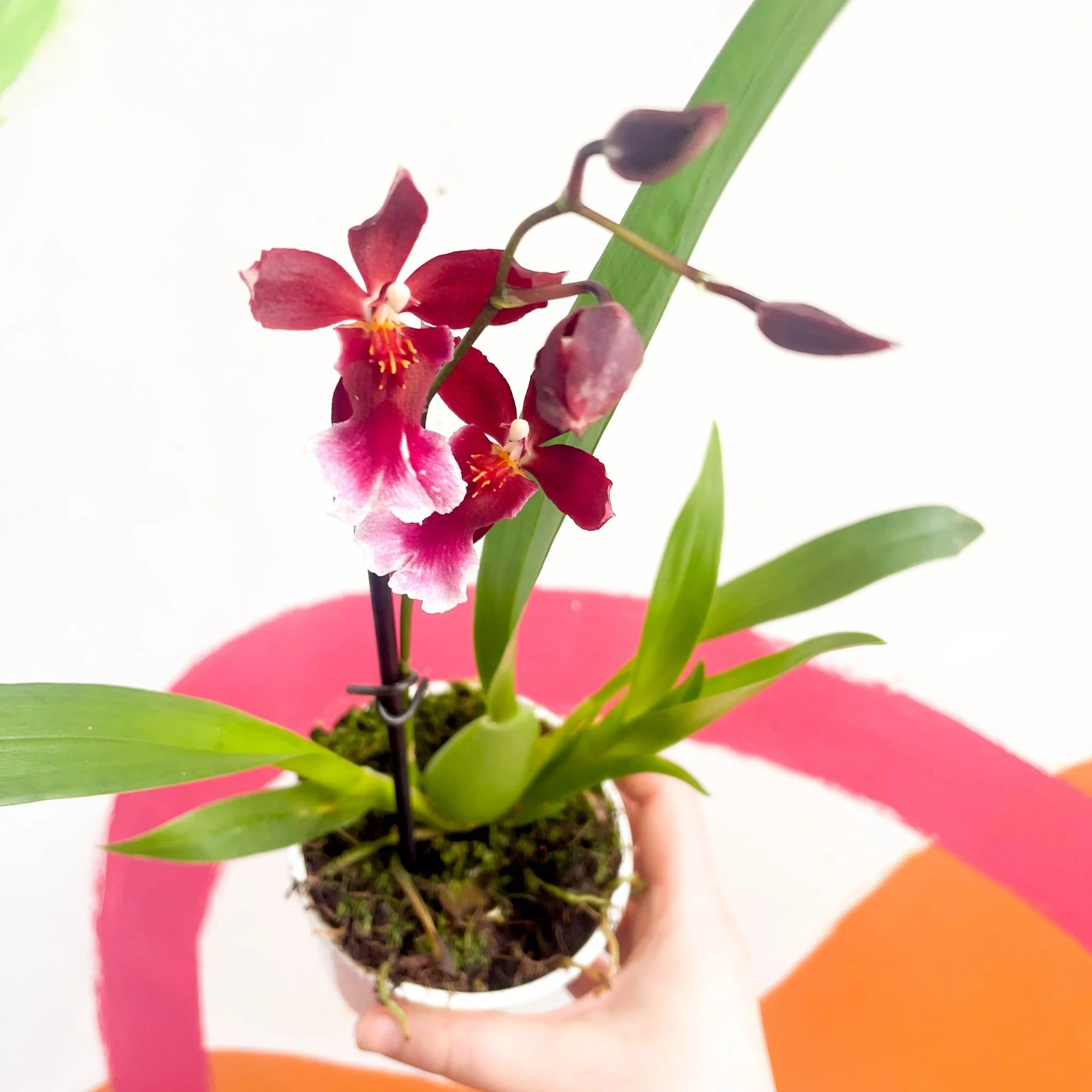 Butterfly Orchids - Odontoglossum wilsonara - Image 3