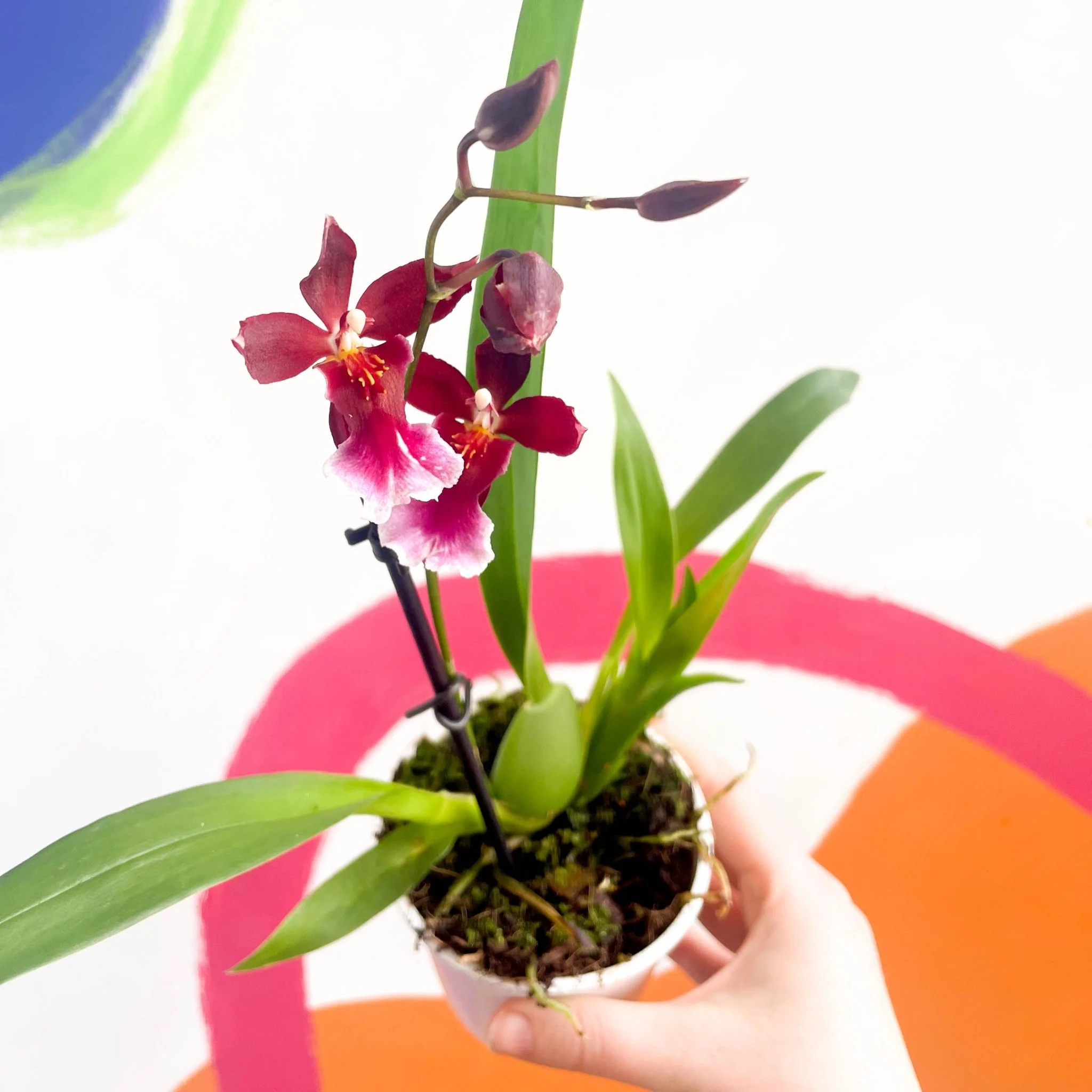 Butterfly Orchids - Odontoglossum wilsonara - Image 4