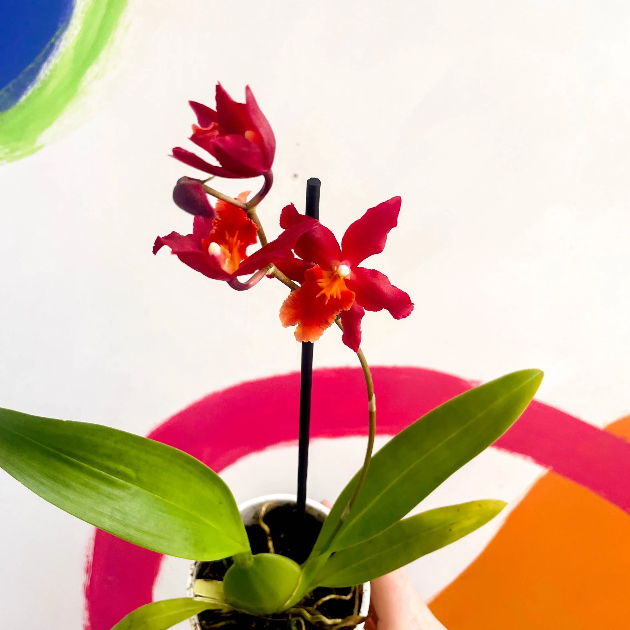 Butterfly Orchids - Odontoglossum wilsonara 'Wildfire' - Image 2