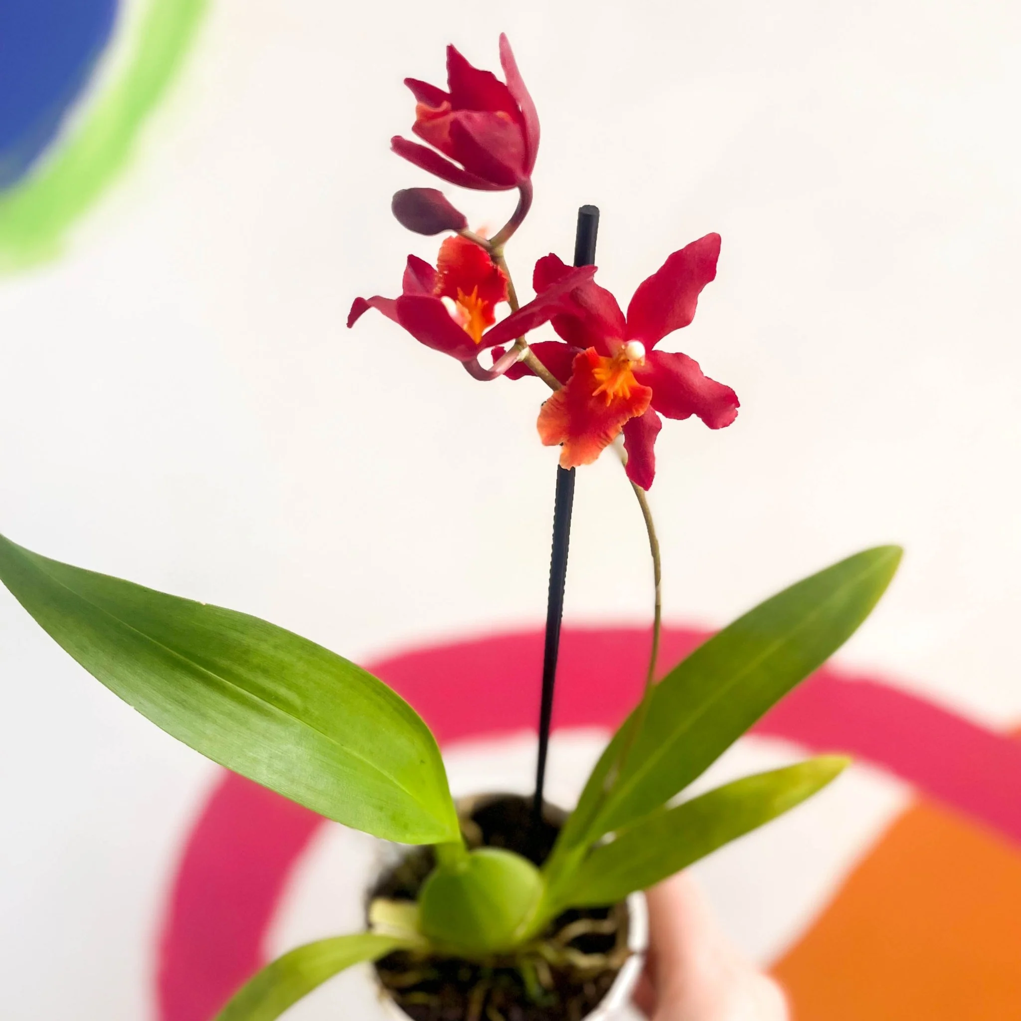 Butterfly Orchids - Odontoglossum wilsonara 'Wildfire' - Image 3