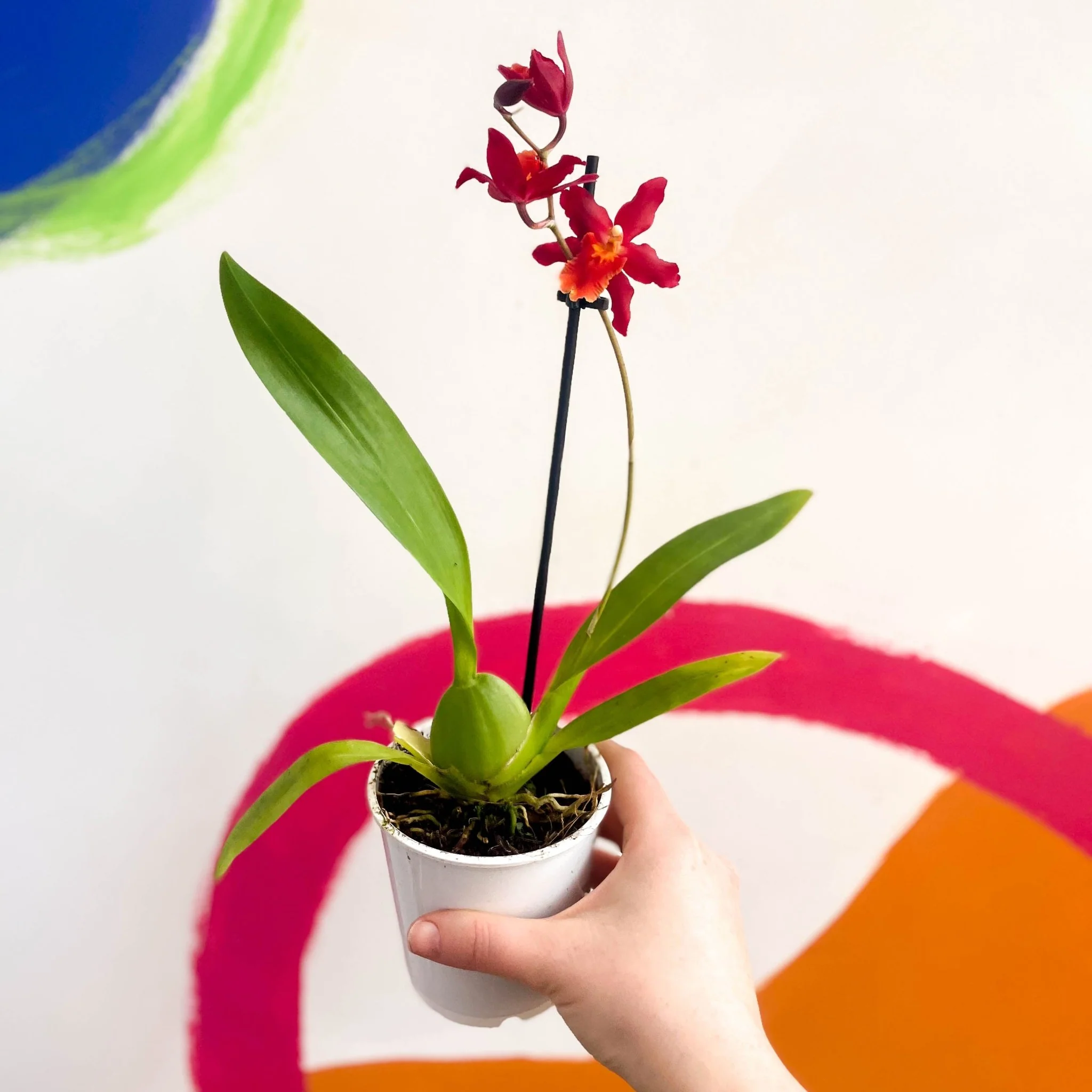 Butterfly Orchids - Odontoglossum wilsonara 'Wildfire' - Image 4
