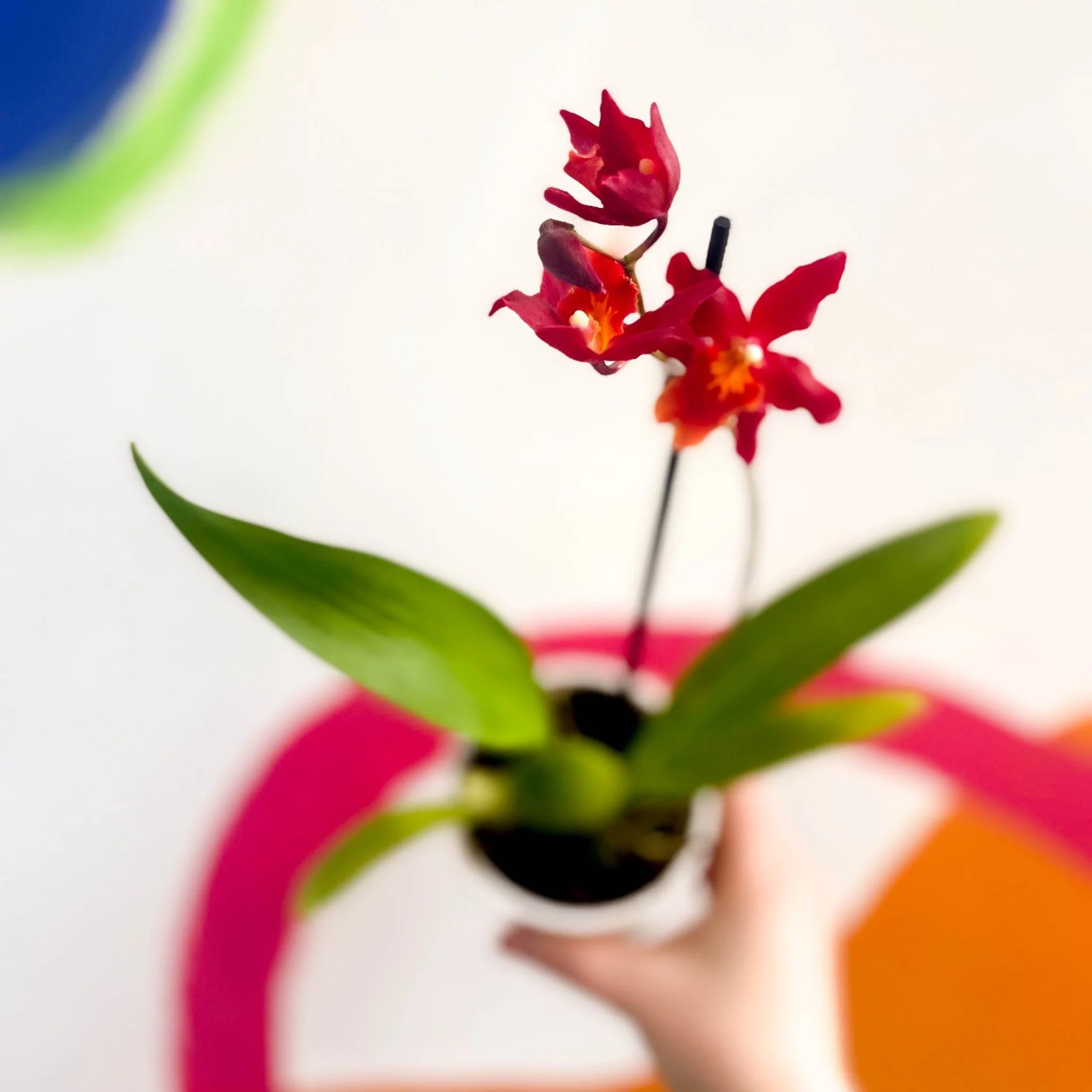 Butterfly Orchids - Odontoglossum wilsonara 'Wildfire' - Image 5
