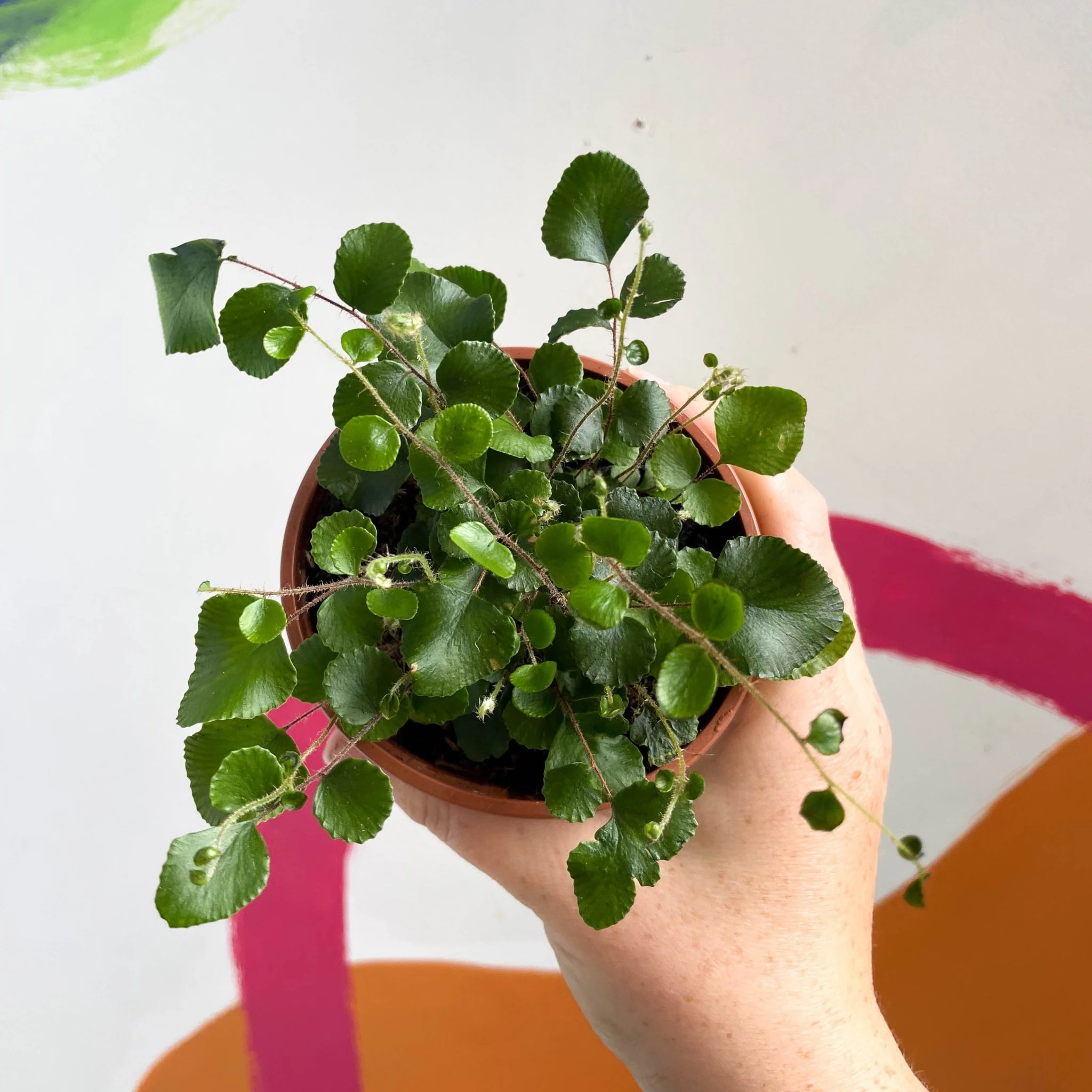 Pellaea rotundifolia - Button Fern - British Grown