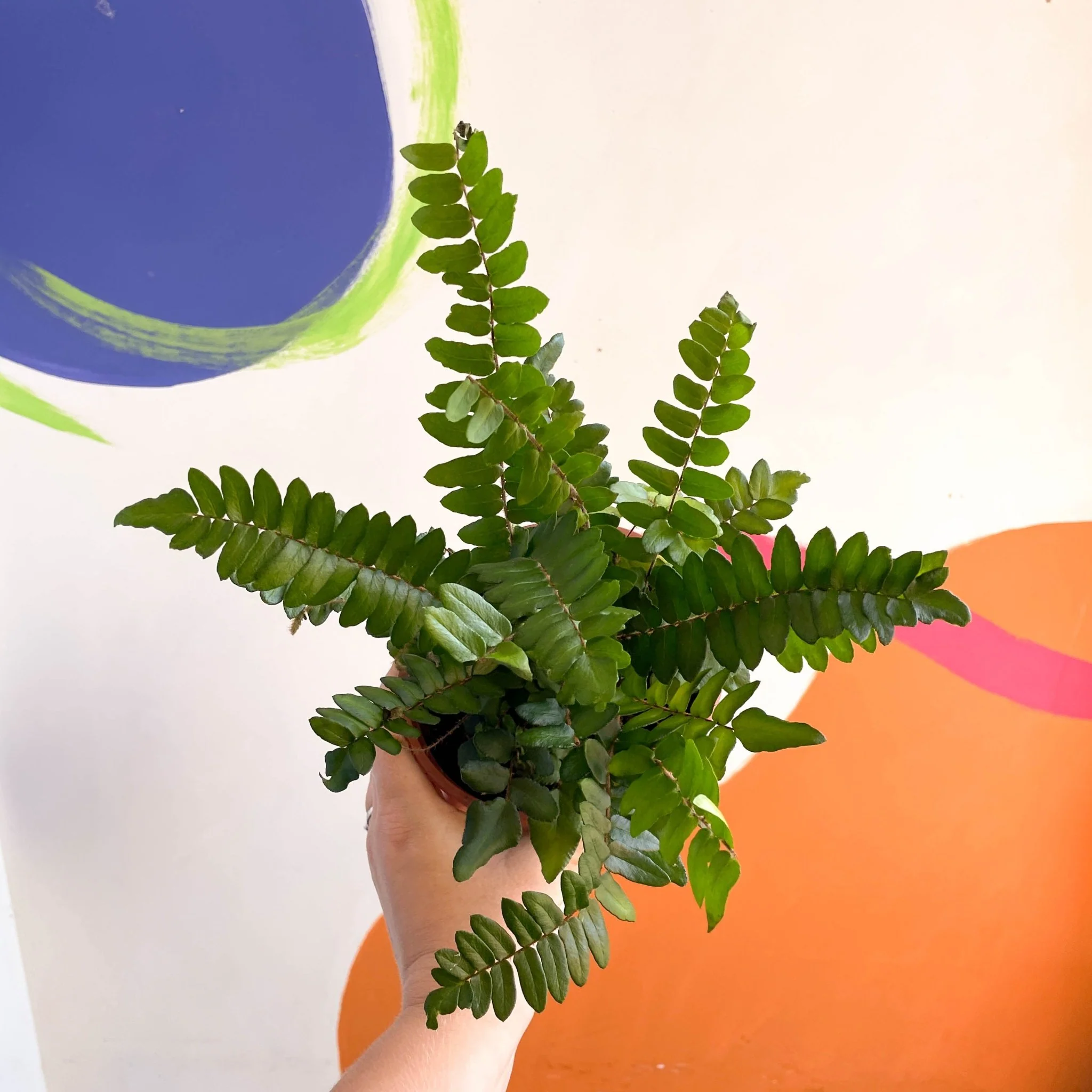 Pellaea rotundifolia - Button Fern - British Grown - Image 6