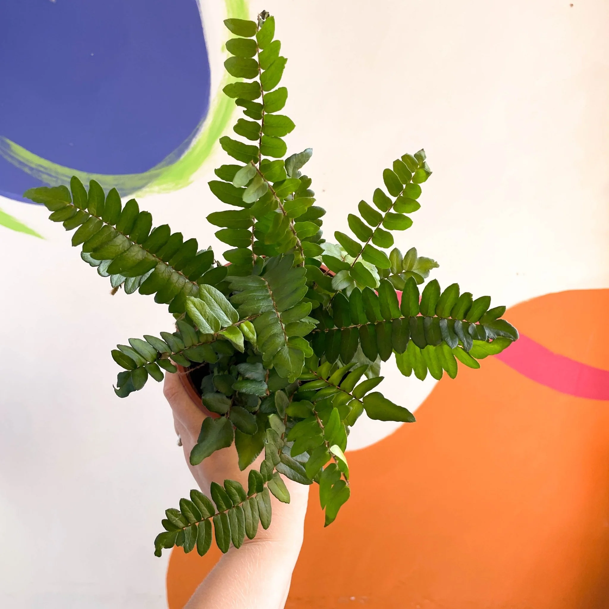 Pellaea rotundifolia - Button Fern - British Grown - Image 7