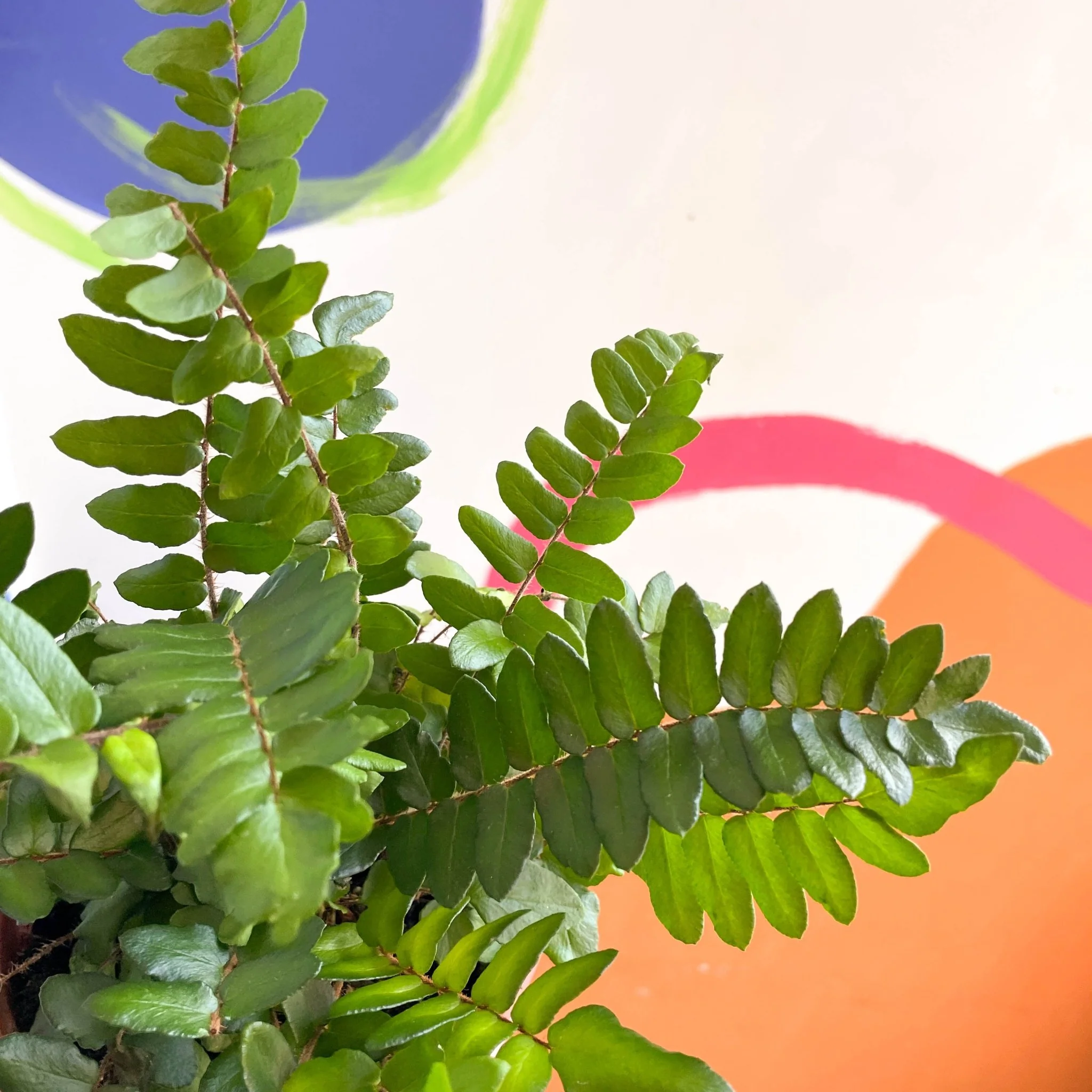 Pellaea rotundifolia - Button Fern - British Grown - Image 8