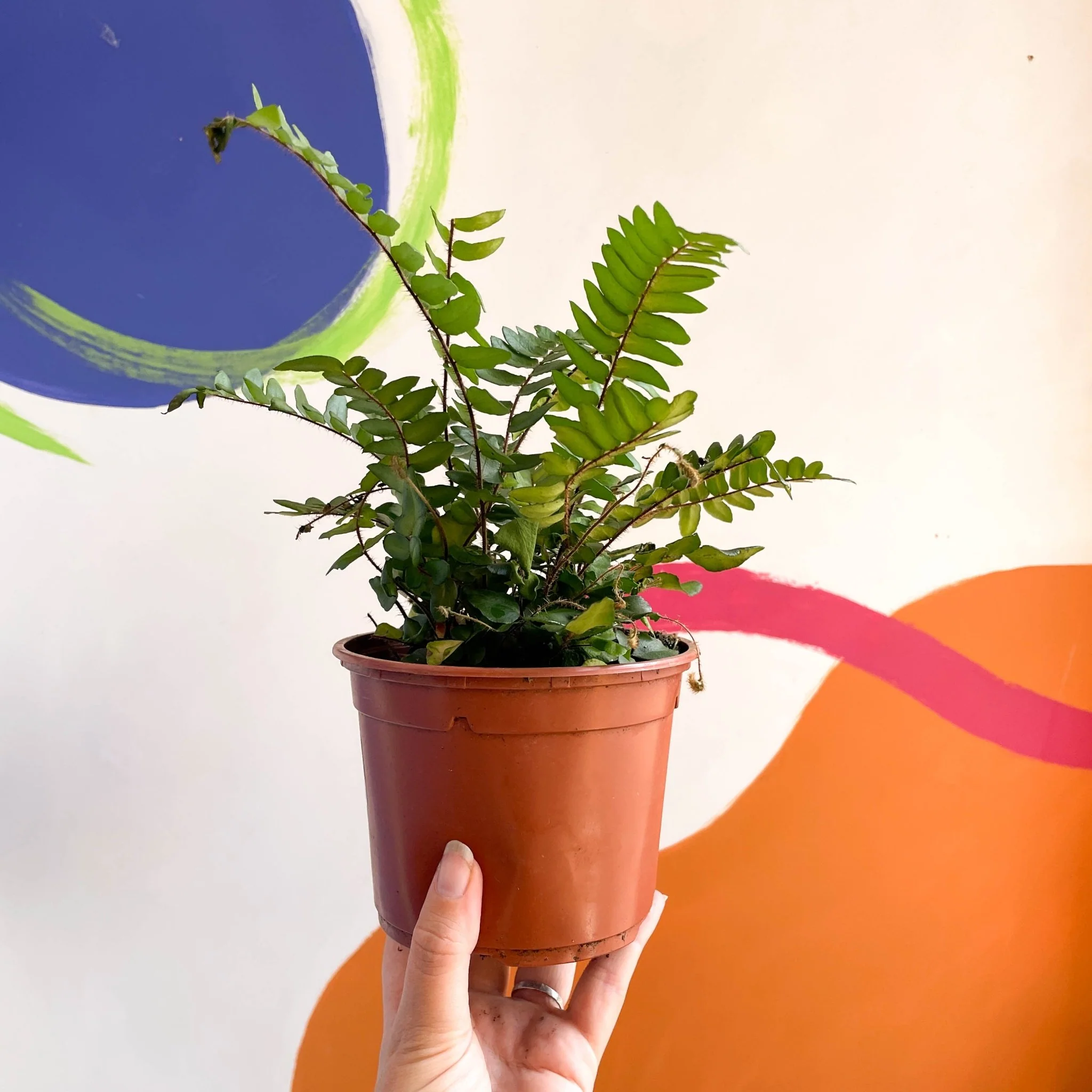 Pellaea rotundifolia - Button Fern - British Grown - Image 9