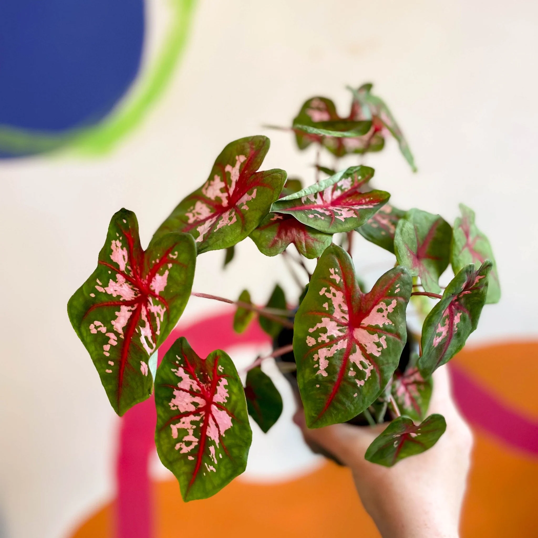 Caladium 'Butterfly'