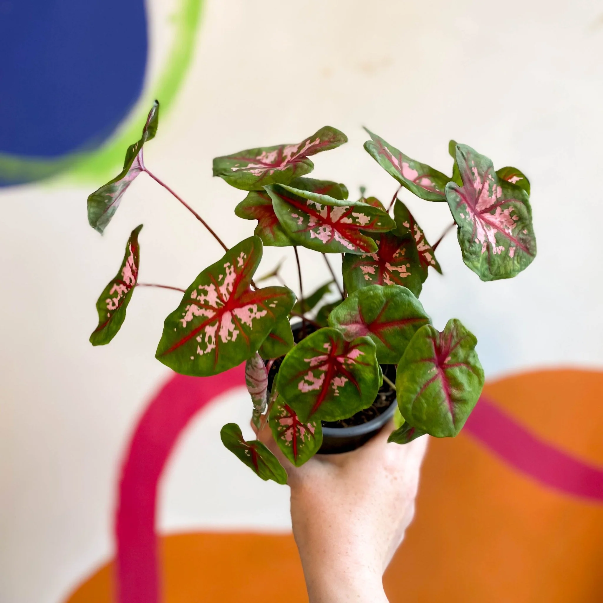 Caladium 'Butterfly' - Image 2