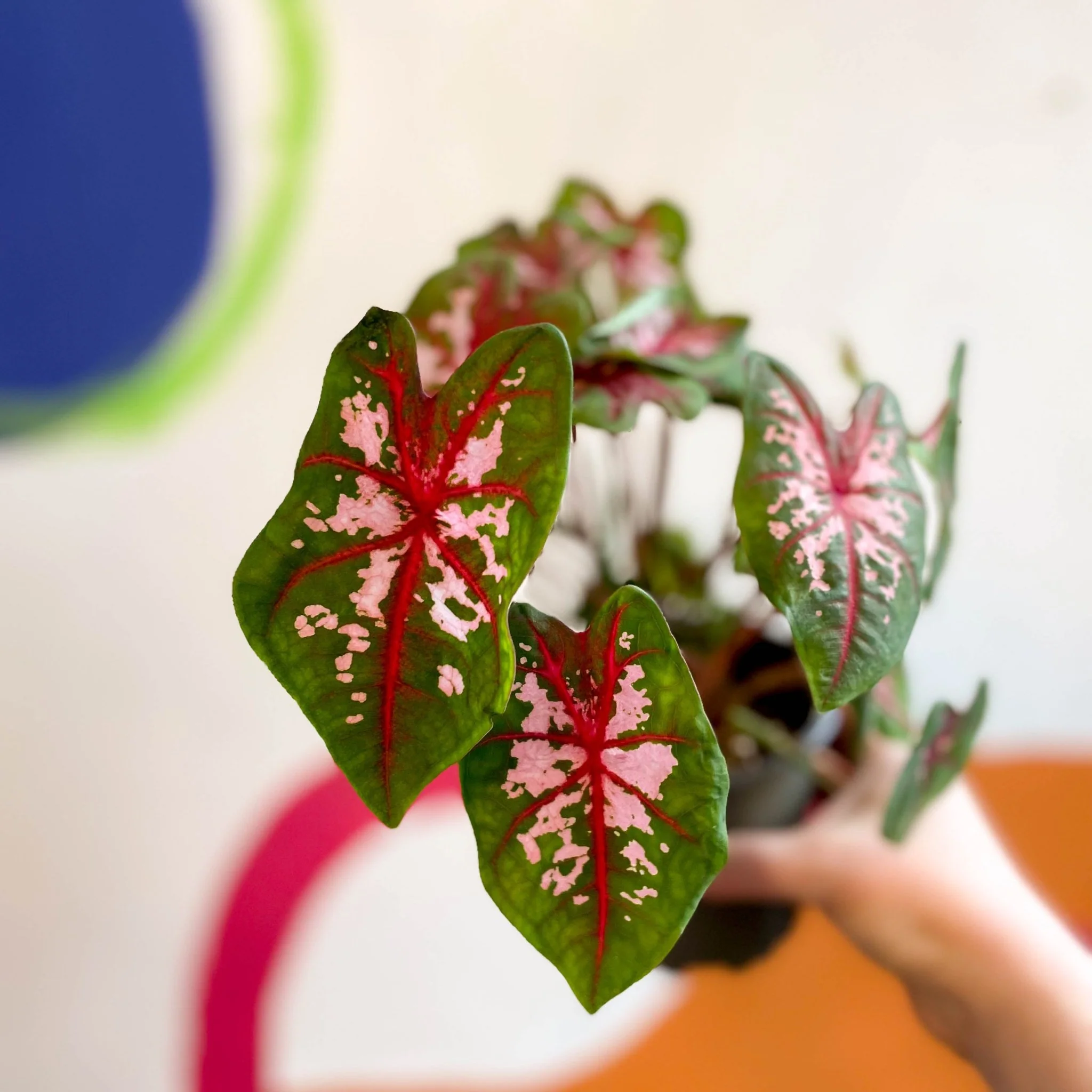 Caladium 'Butterfly' - Image 3
