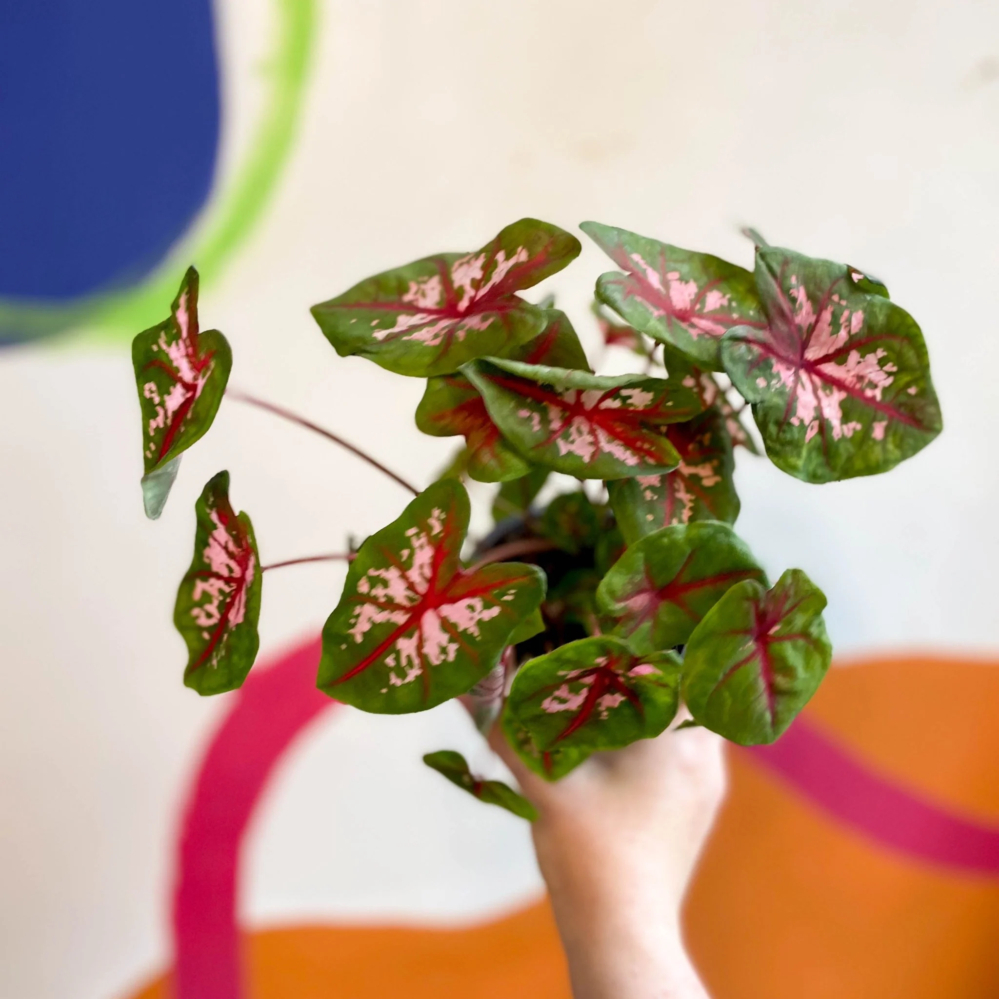 Caladium 'Butterfly' - Image 4