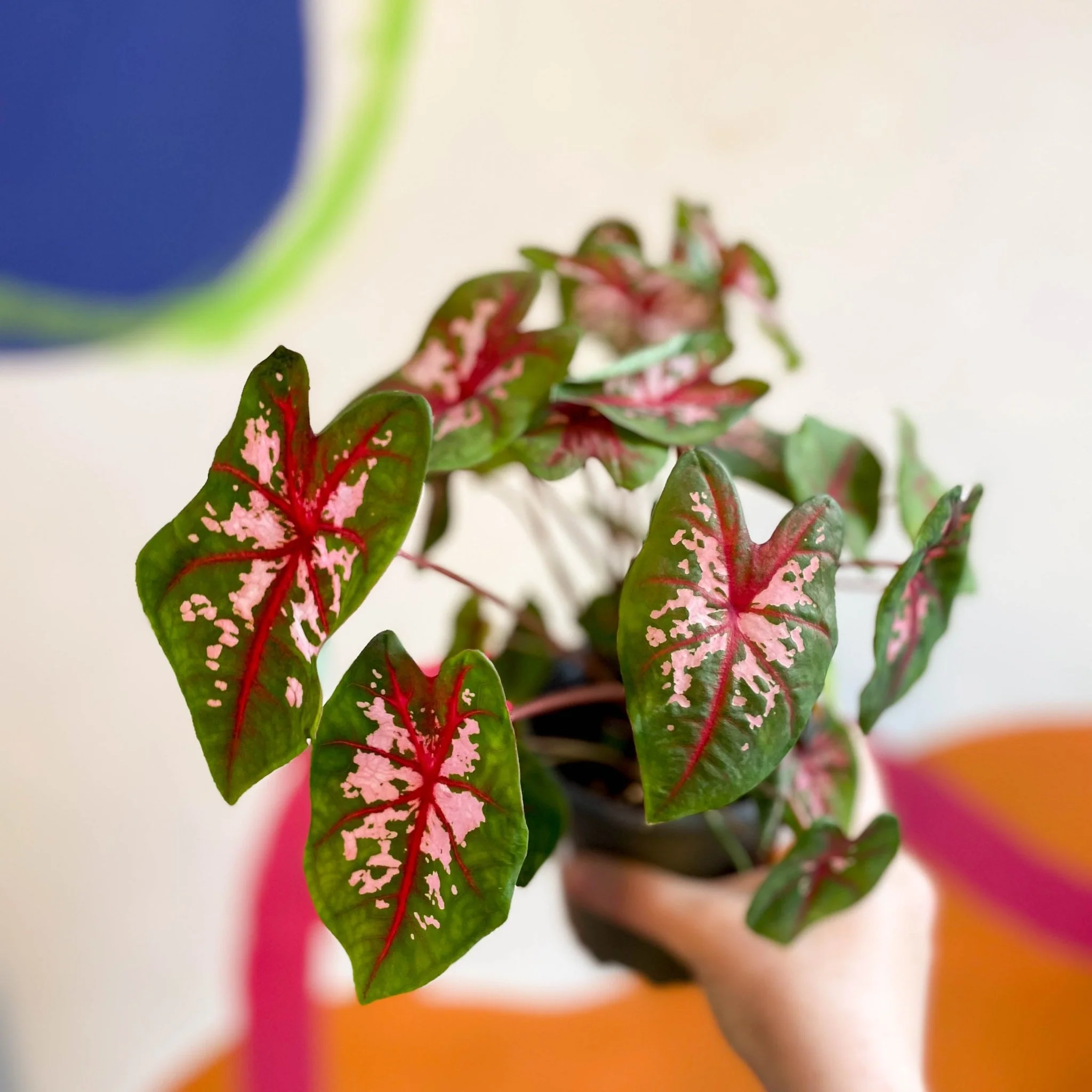 Caladium 'Butterfly' - Image 5