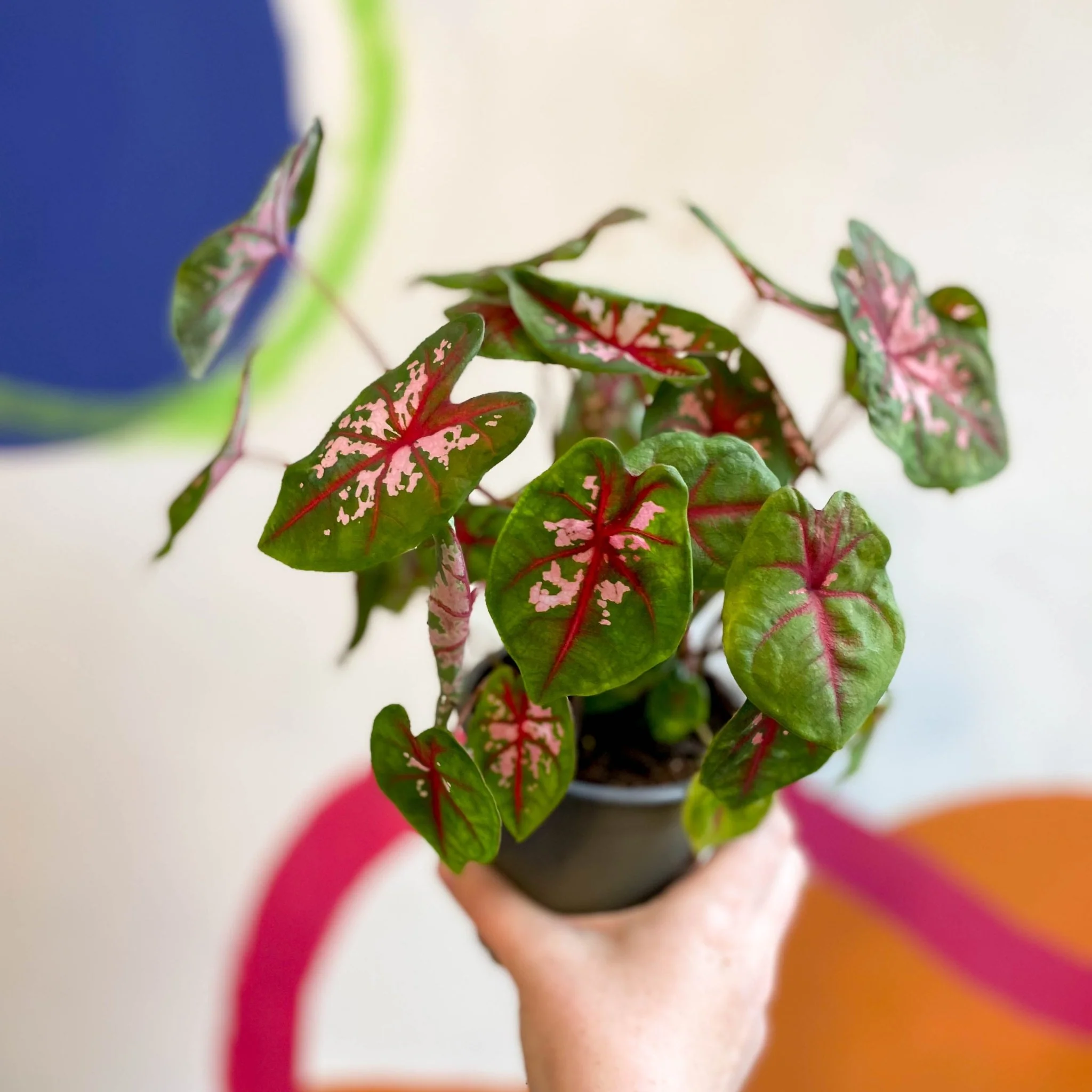 Caladium 'Butterfly' - Image 6