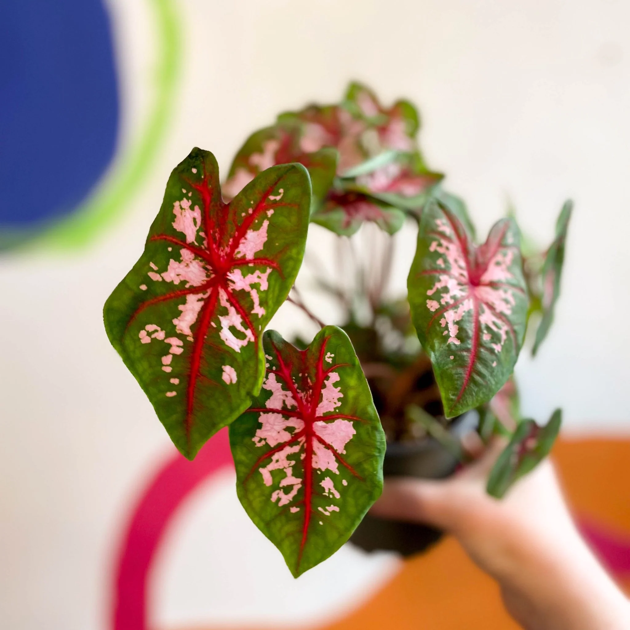 Caladium 'Butterfly' - Image 7
