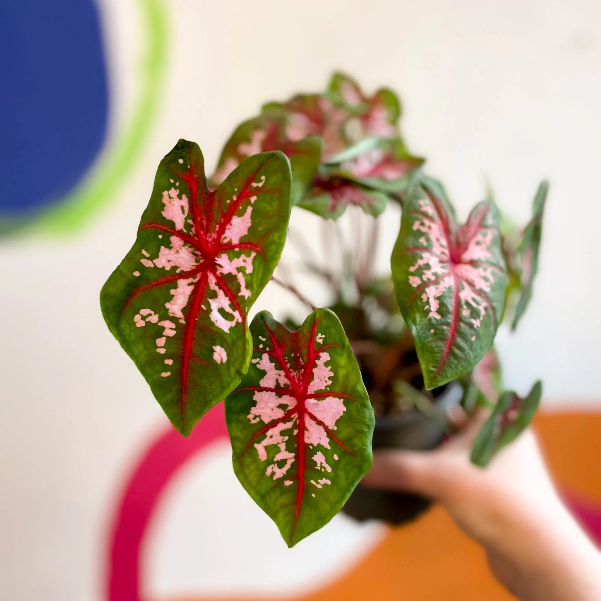 Caladium 'Butterfly' - Image 8