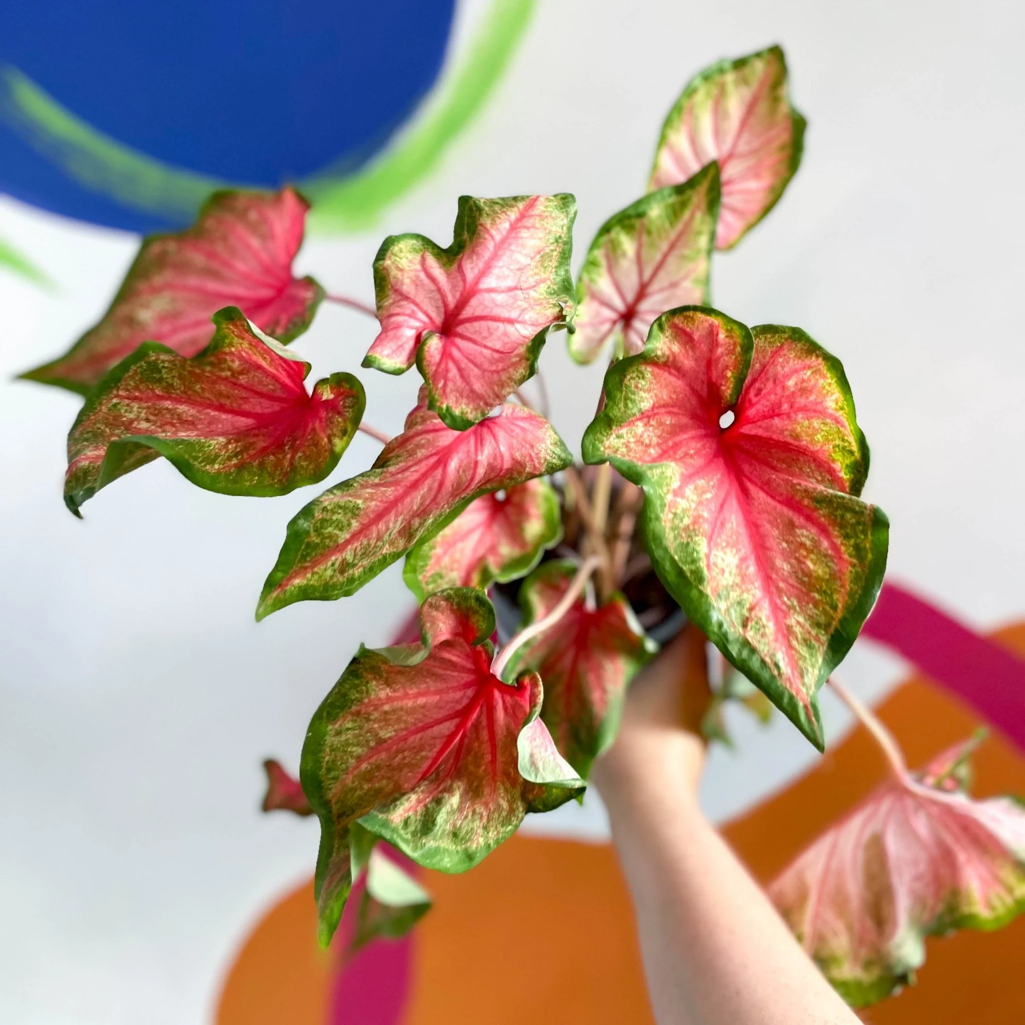 Caladium 'Chinook'