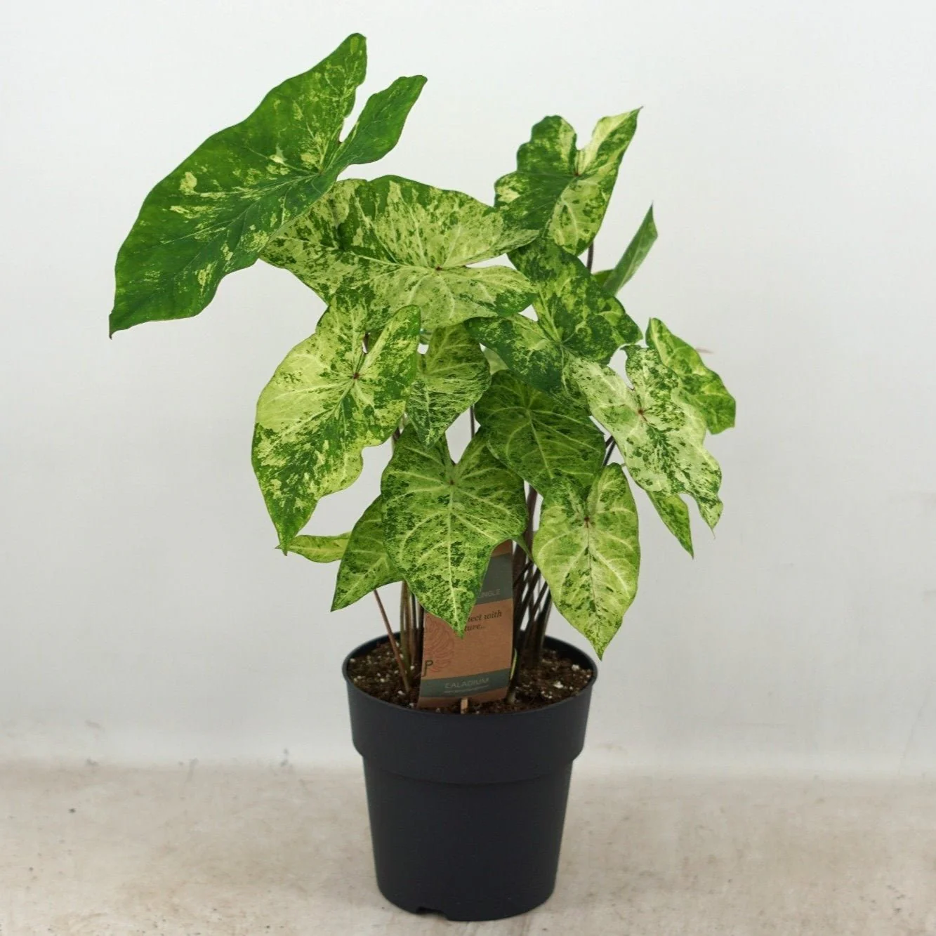 Caladium 'Frog In The Blender'