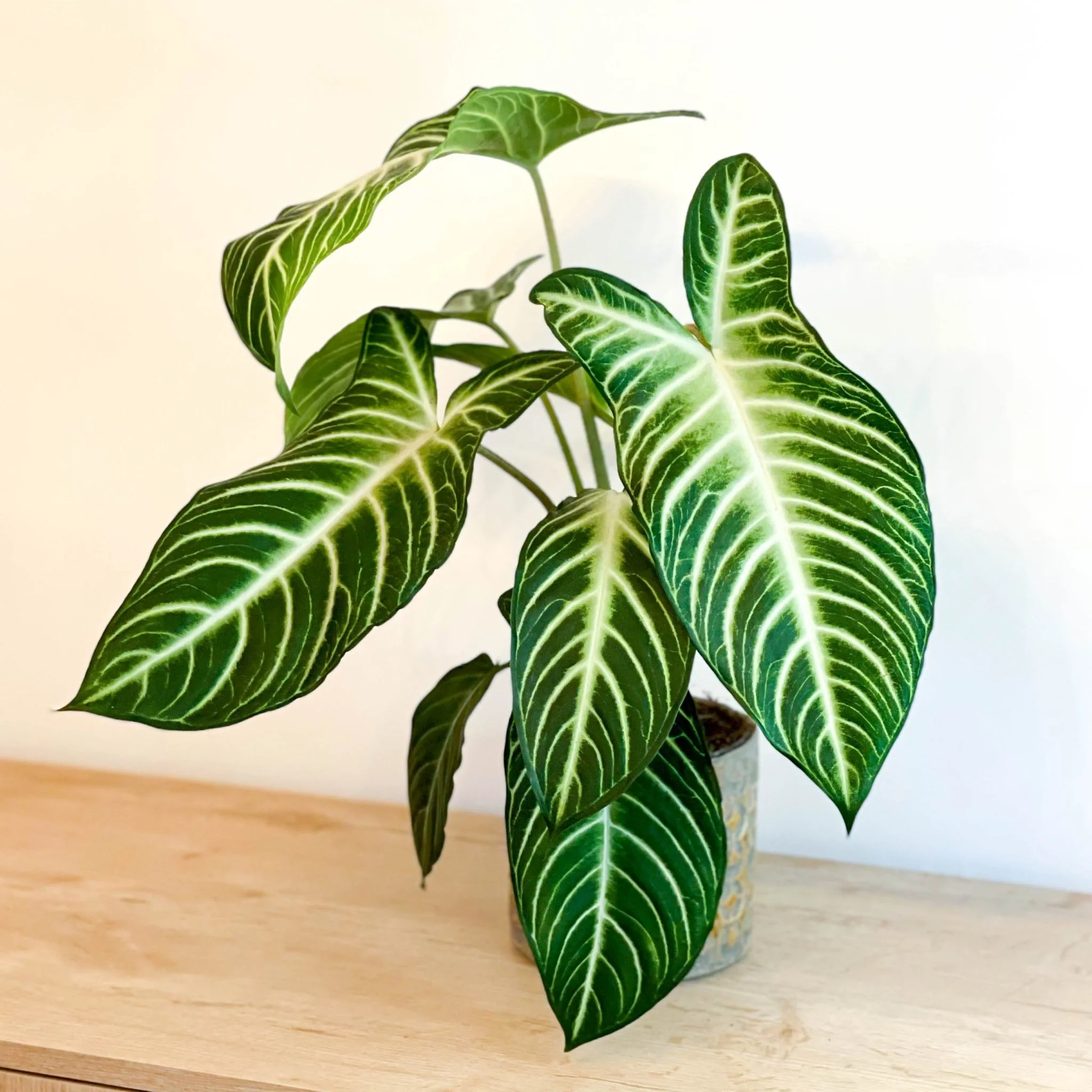 Xanthosoma lindenii ‘Magnificum’ - Caladium lindenii