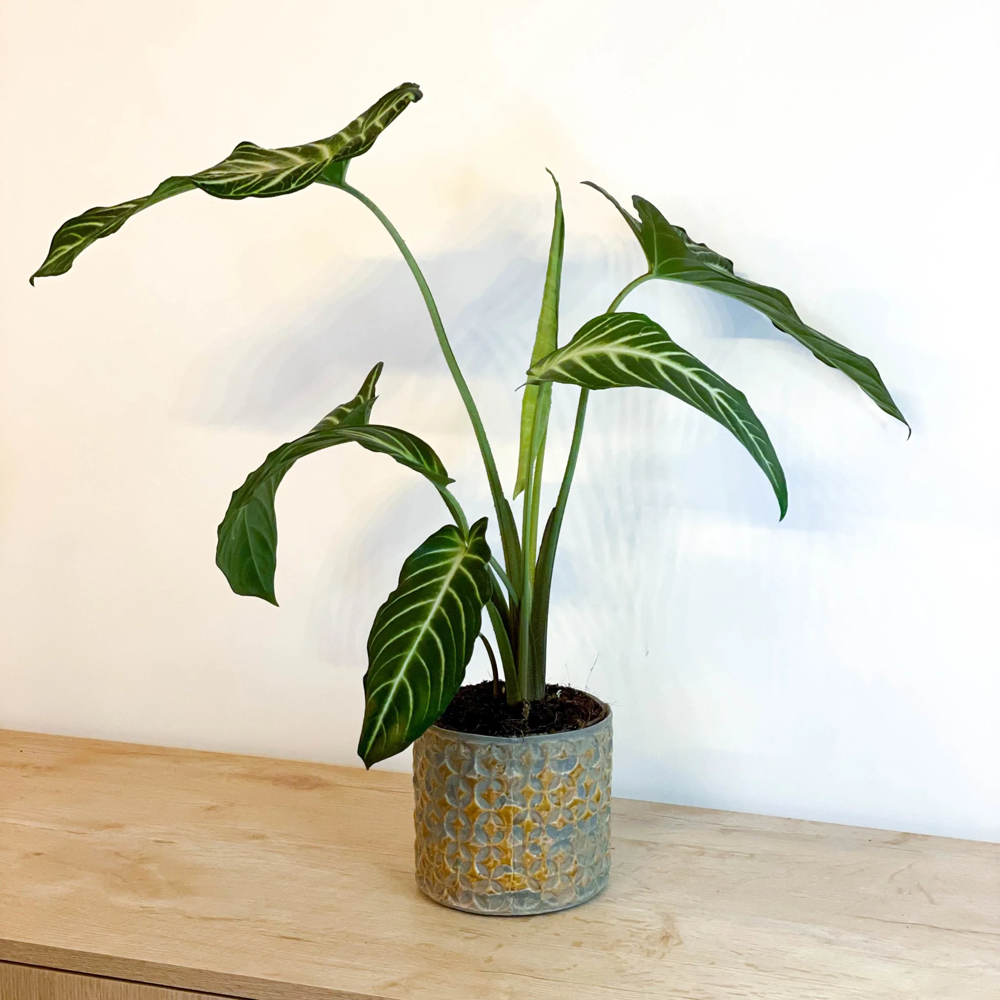 Xanthosoma lindenii ‘Magnificum’ - Caladium lindenii - Image 3