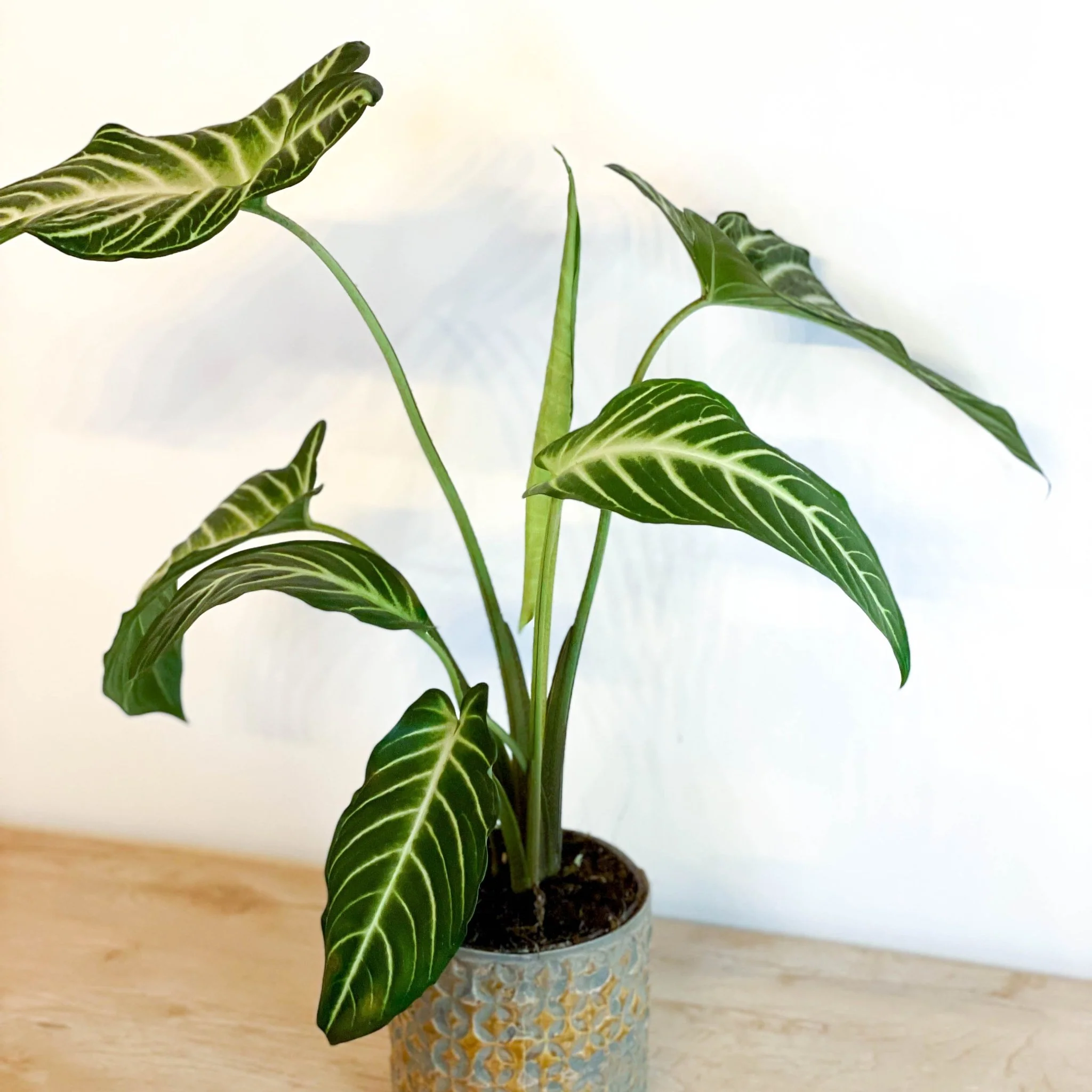 Xanthosoma lindenii ‘Magnificum’ - Caladium lindenii - Image 4