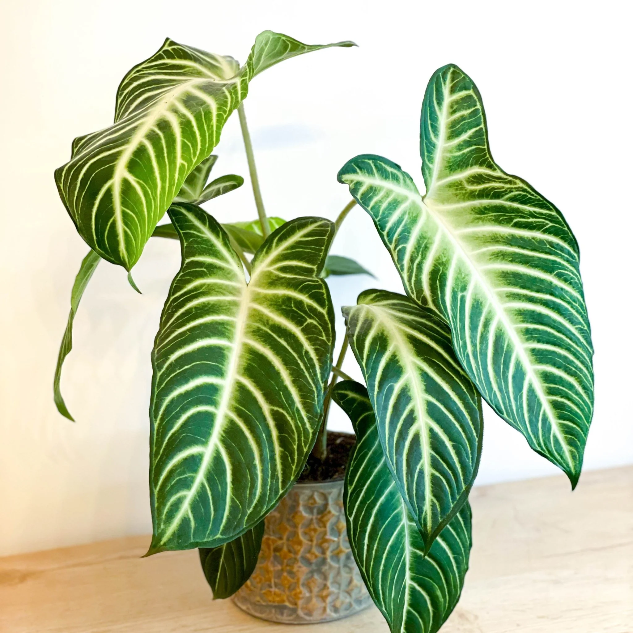 Xanthosoma lindenii ‘Magnificum’ - Caladium lindenii - Image 7