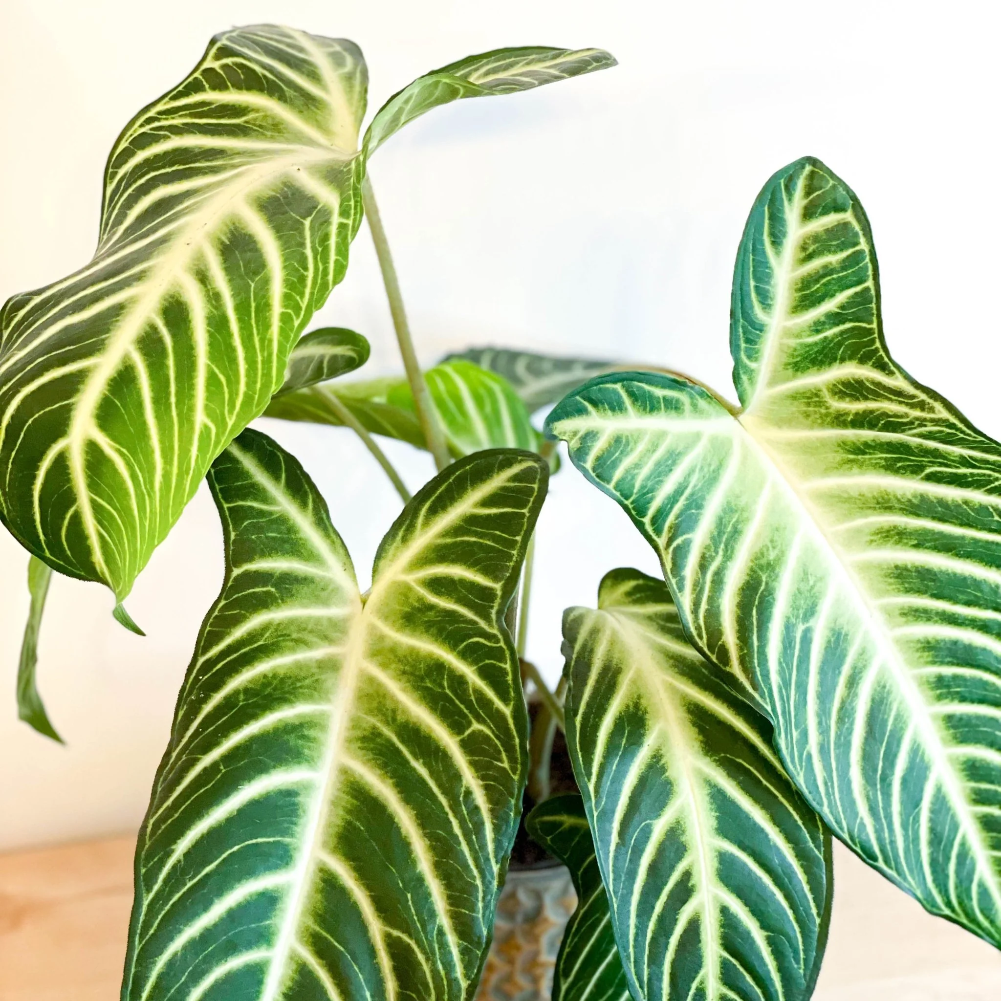 Xanthosoma lindenii ‘Magnificum’ - Caladium lindenii - Image 8