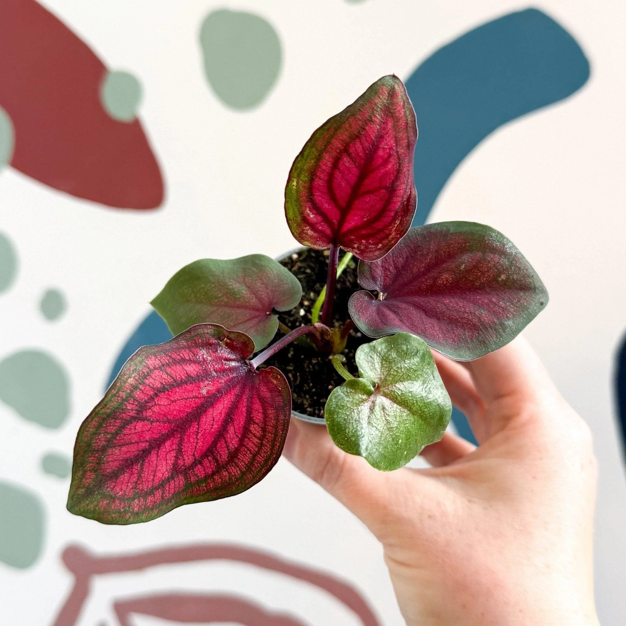 Caladium 'Lucia'