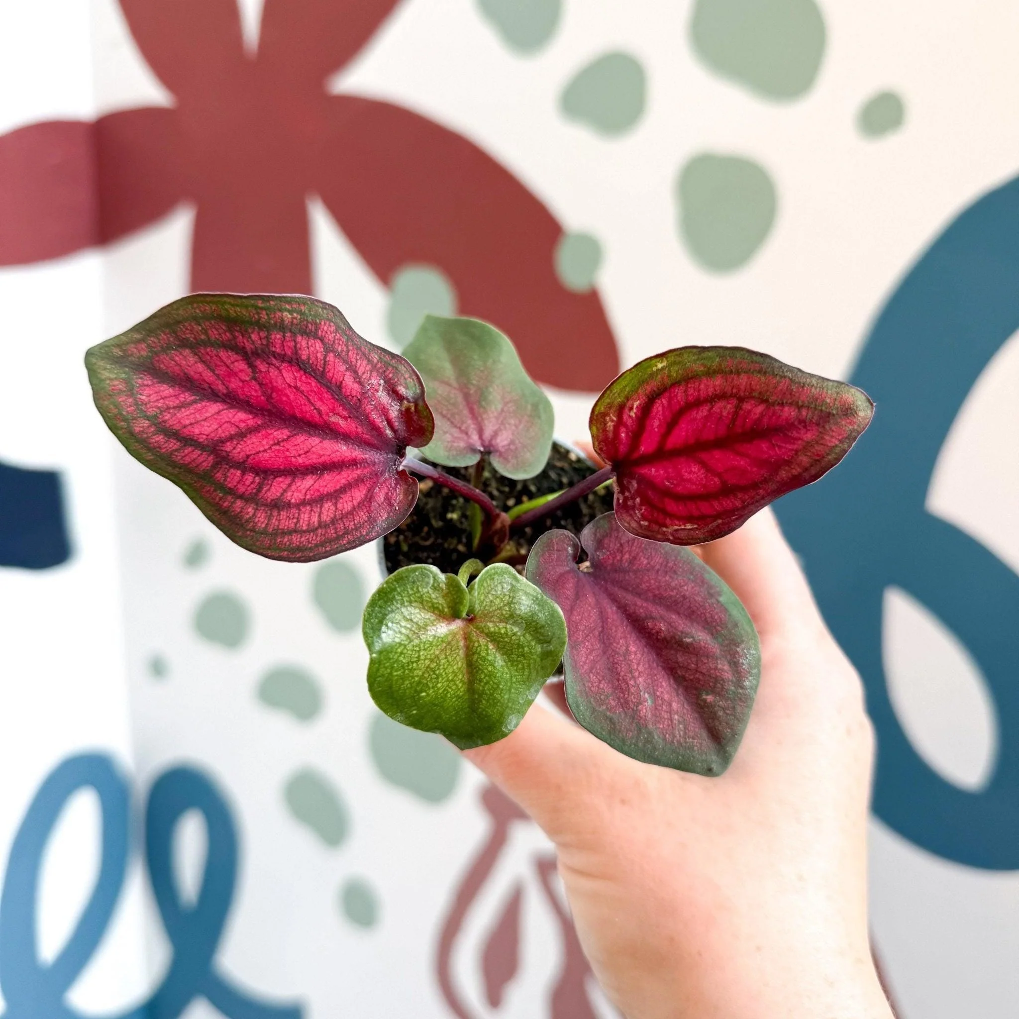 Caladium 'Lucia' - Image 10