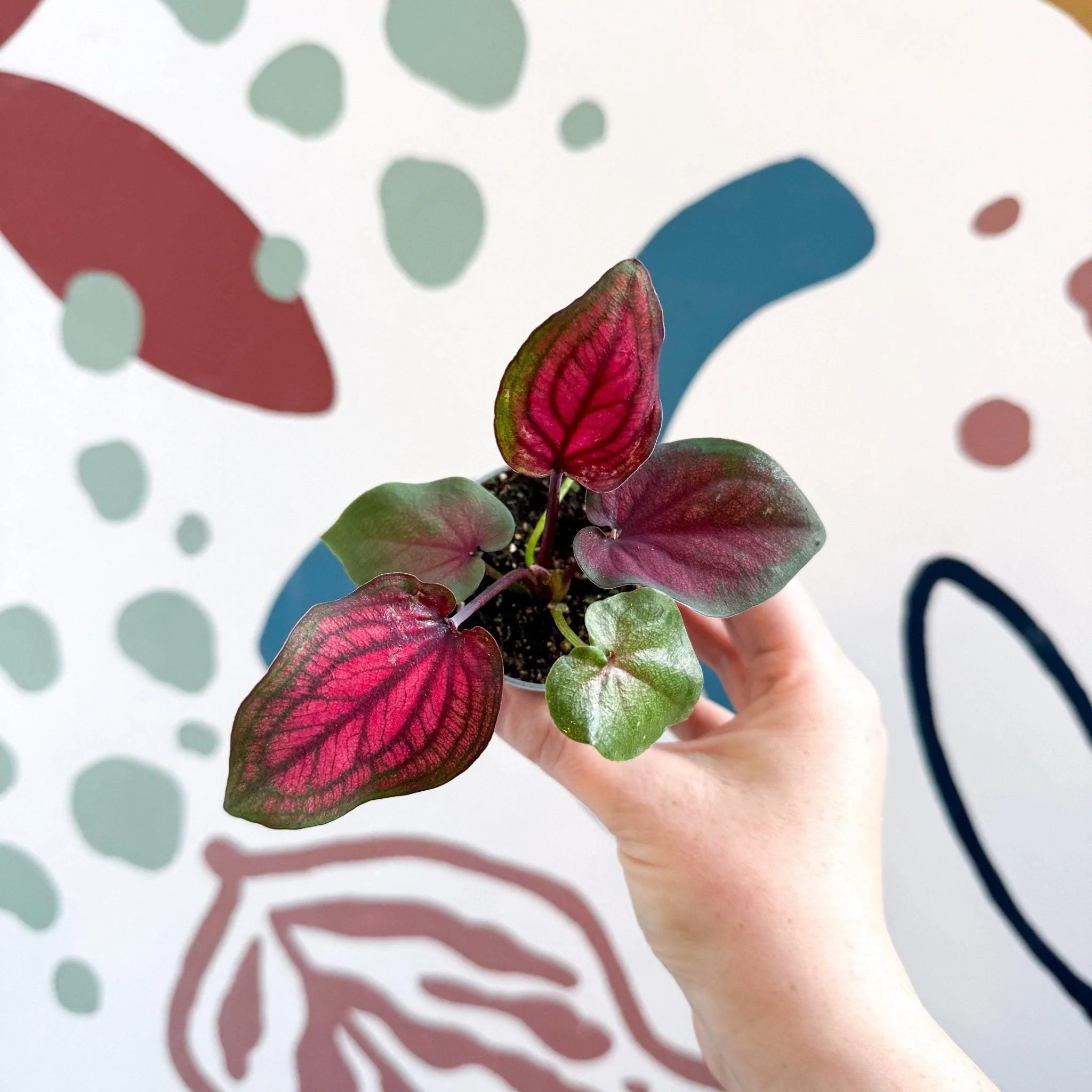 Caladium 'Lucia' - Image 2