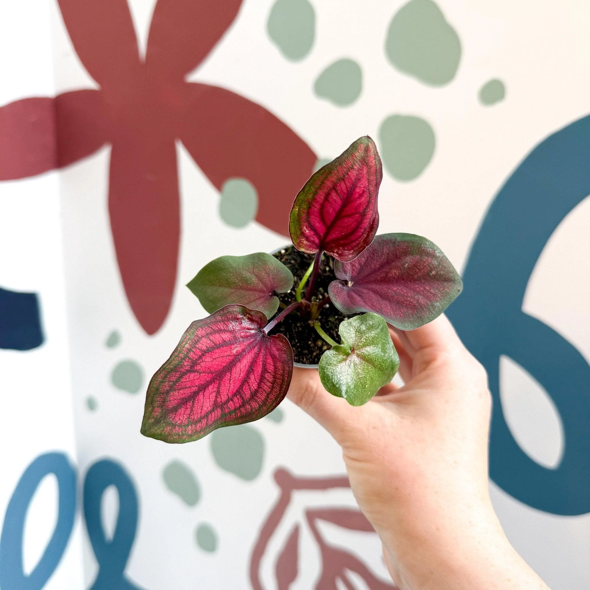 Caladium 'Lucia' - Image 3
