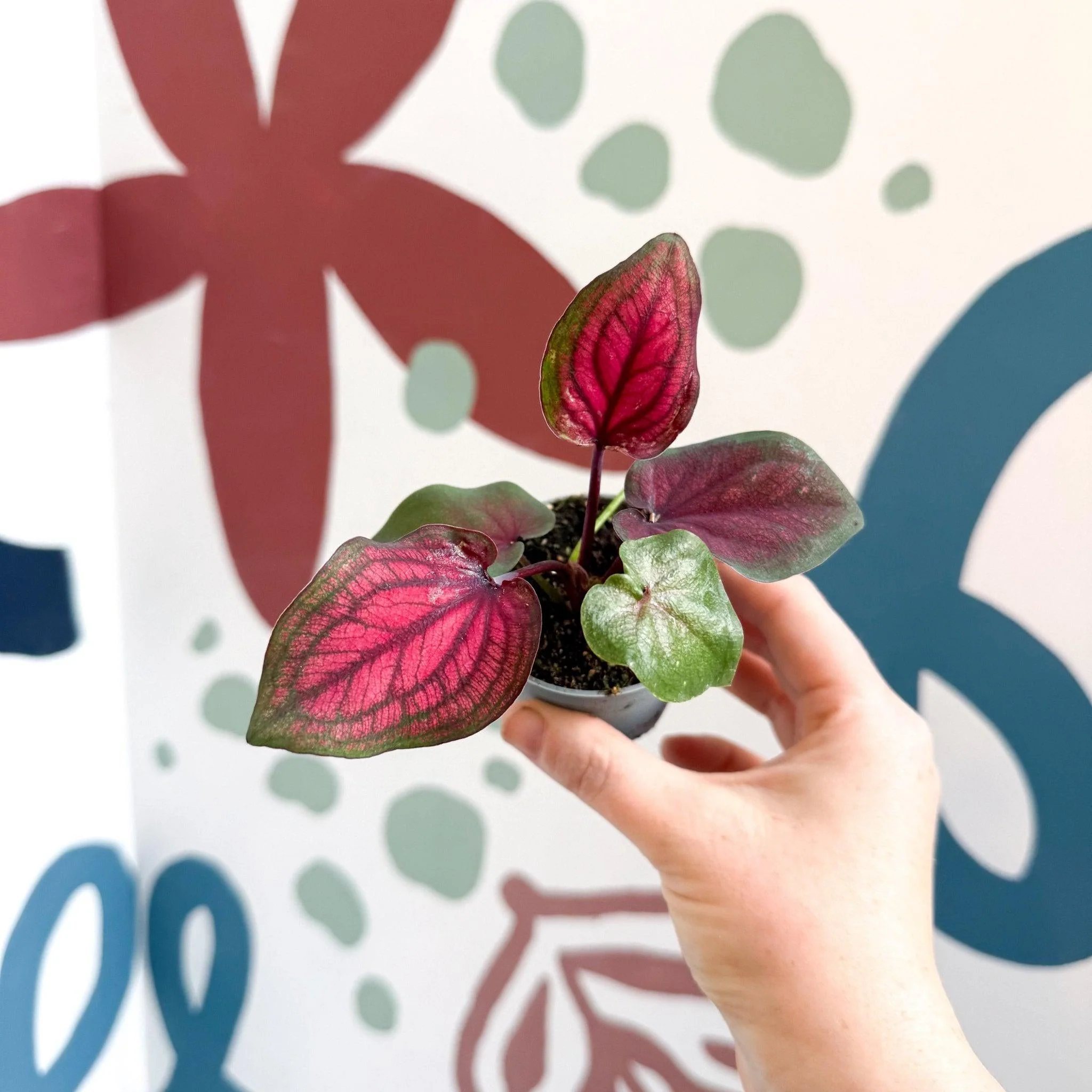 Caladium 'Lucia' - Image 4
