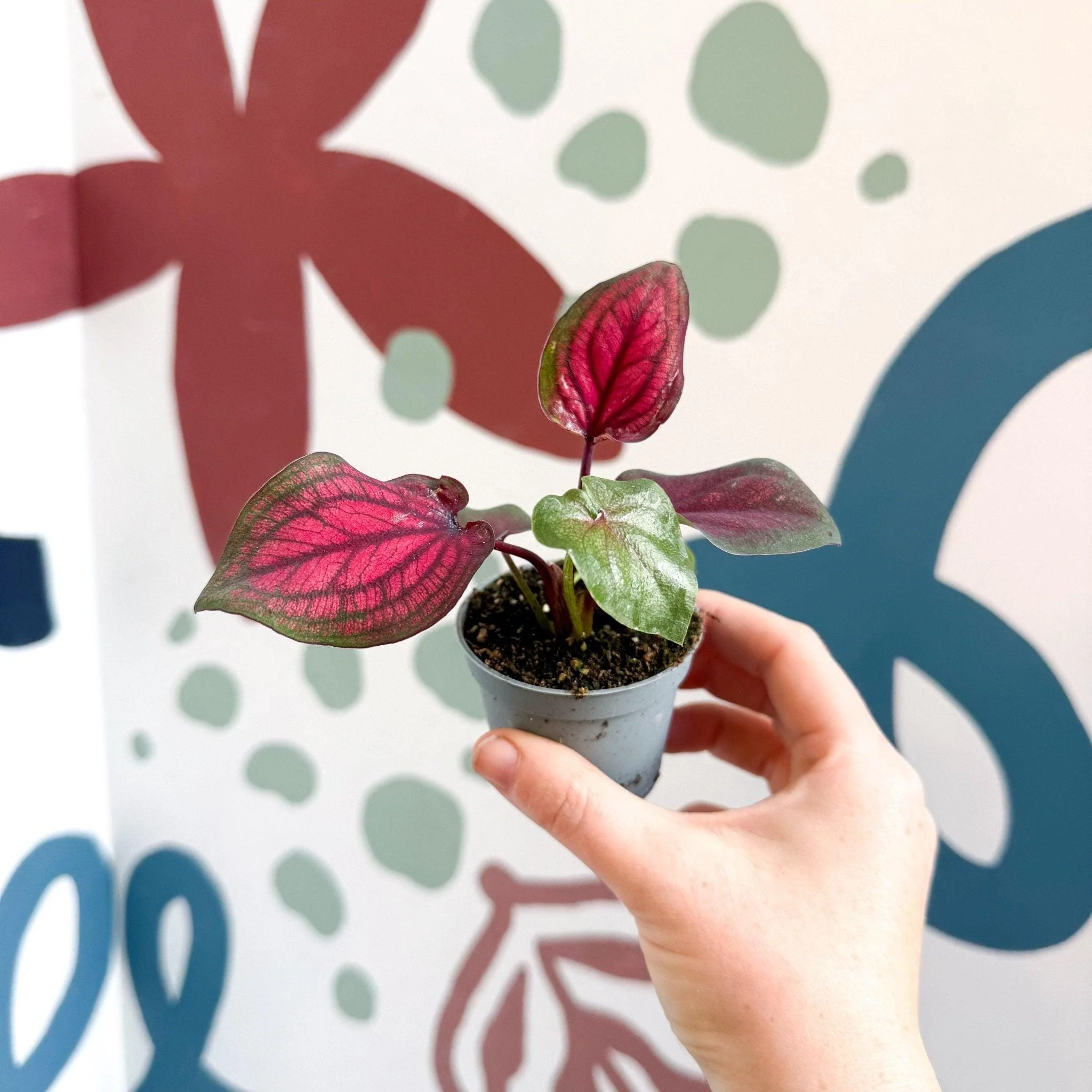 Caladium 'Lucia' - Image 5