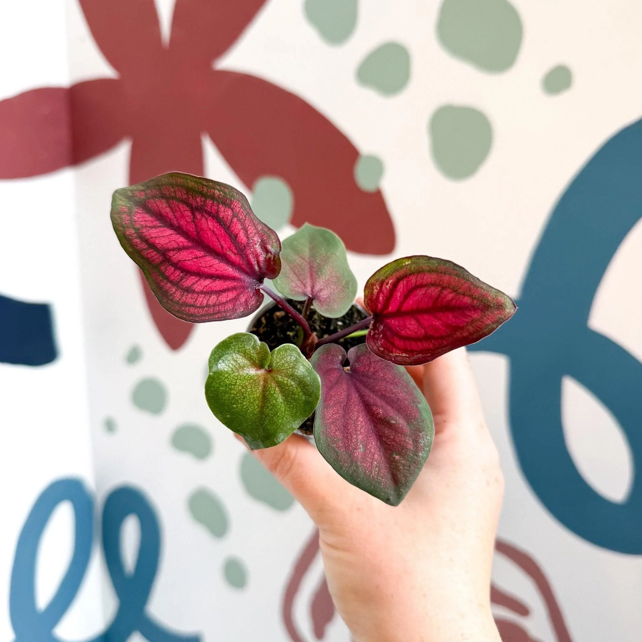 Caladium 'Lucia' - Image 6