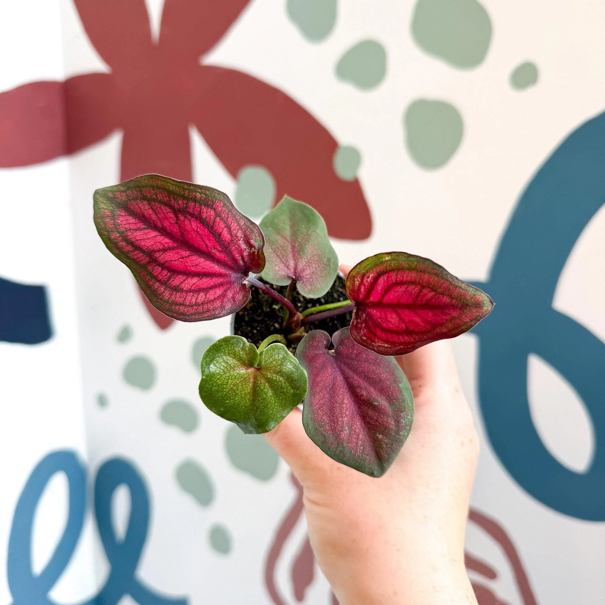 Caladium 'Lucia' - Image 7