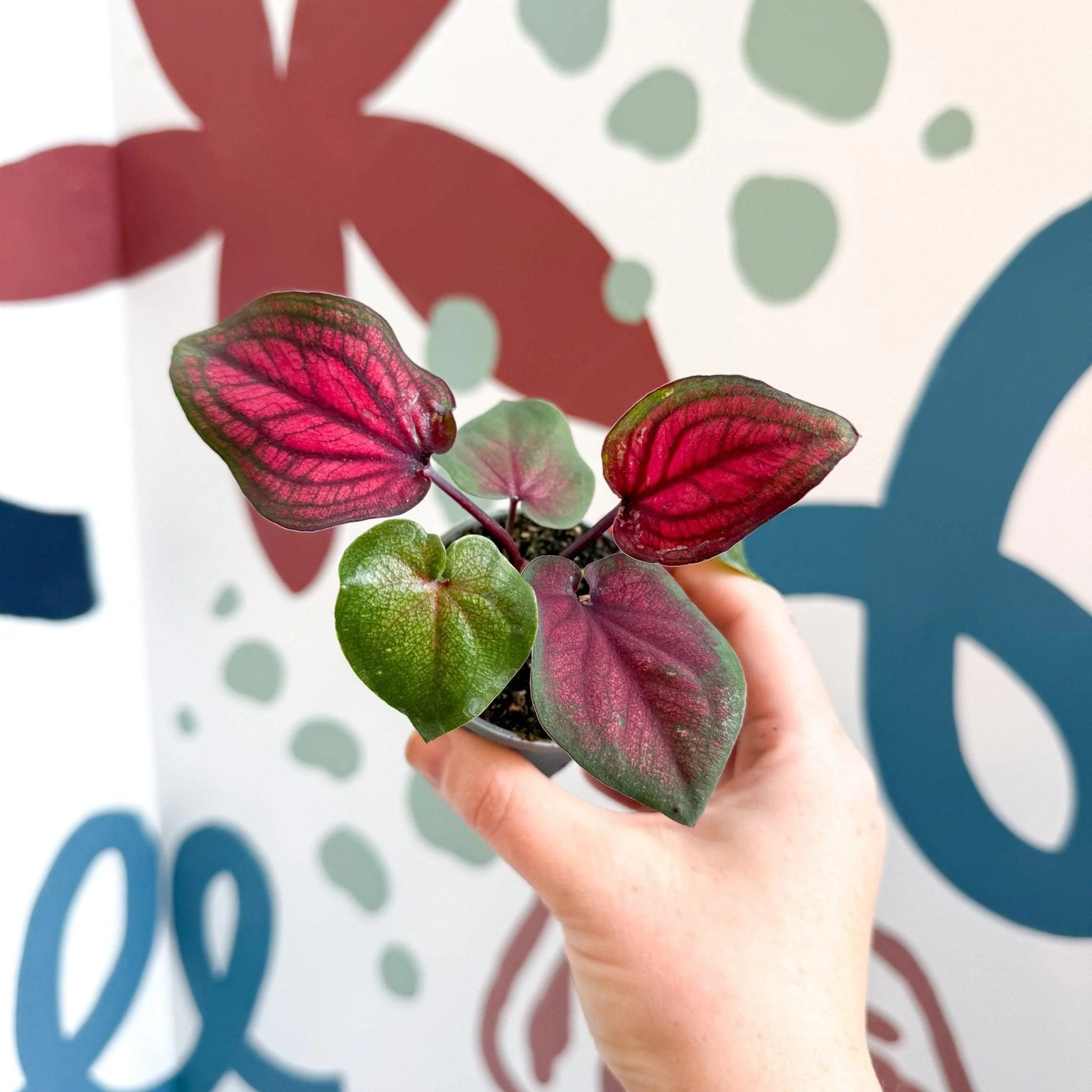 Caladium 'Lucia' - Image 8