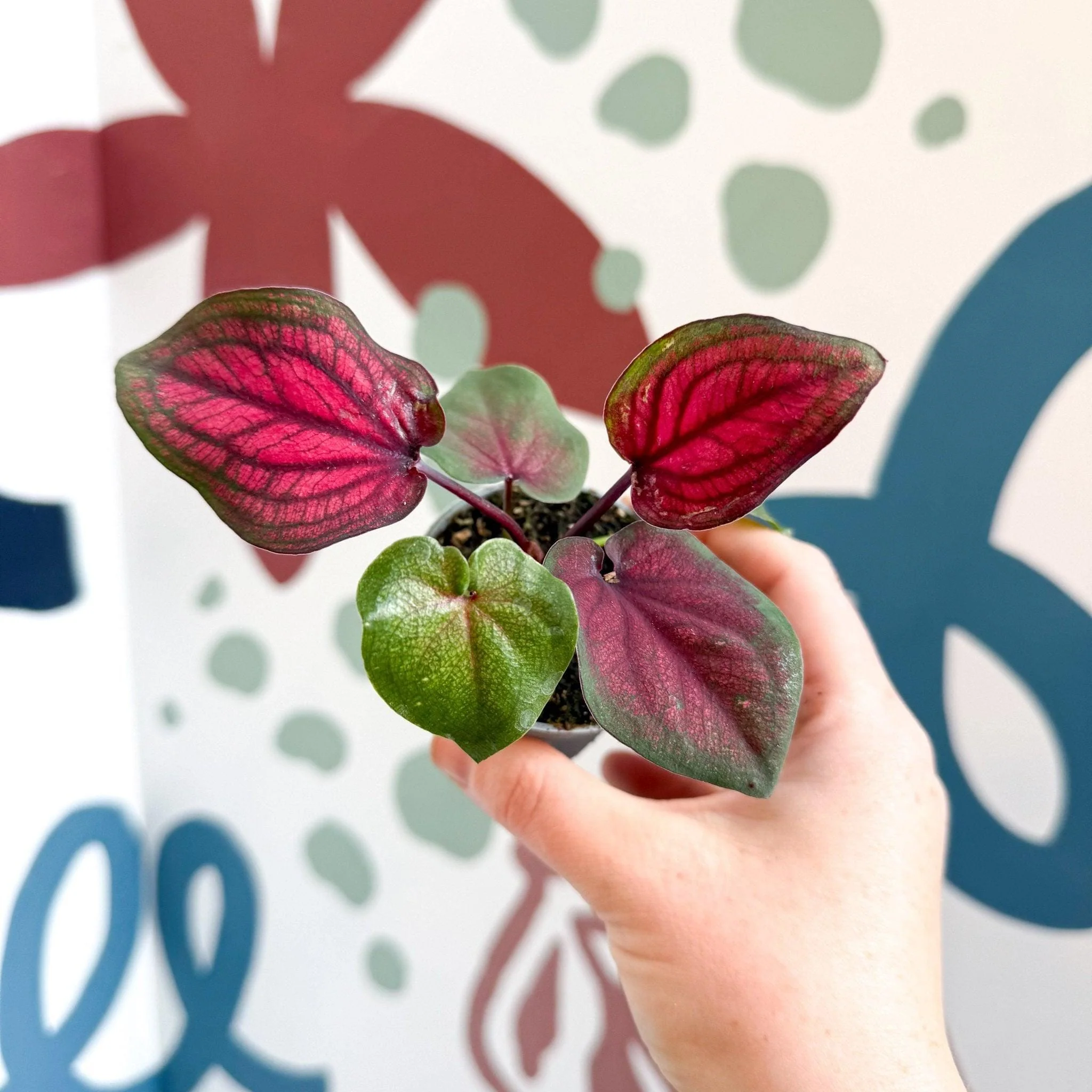 Caladium 'Lucia' - Image 9