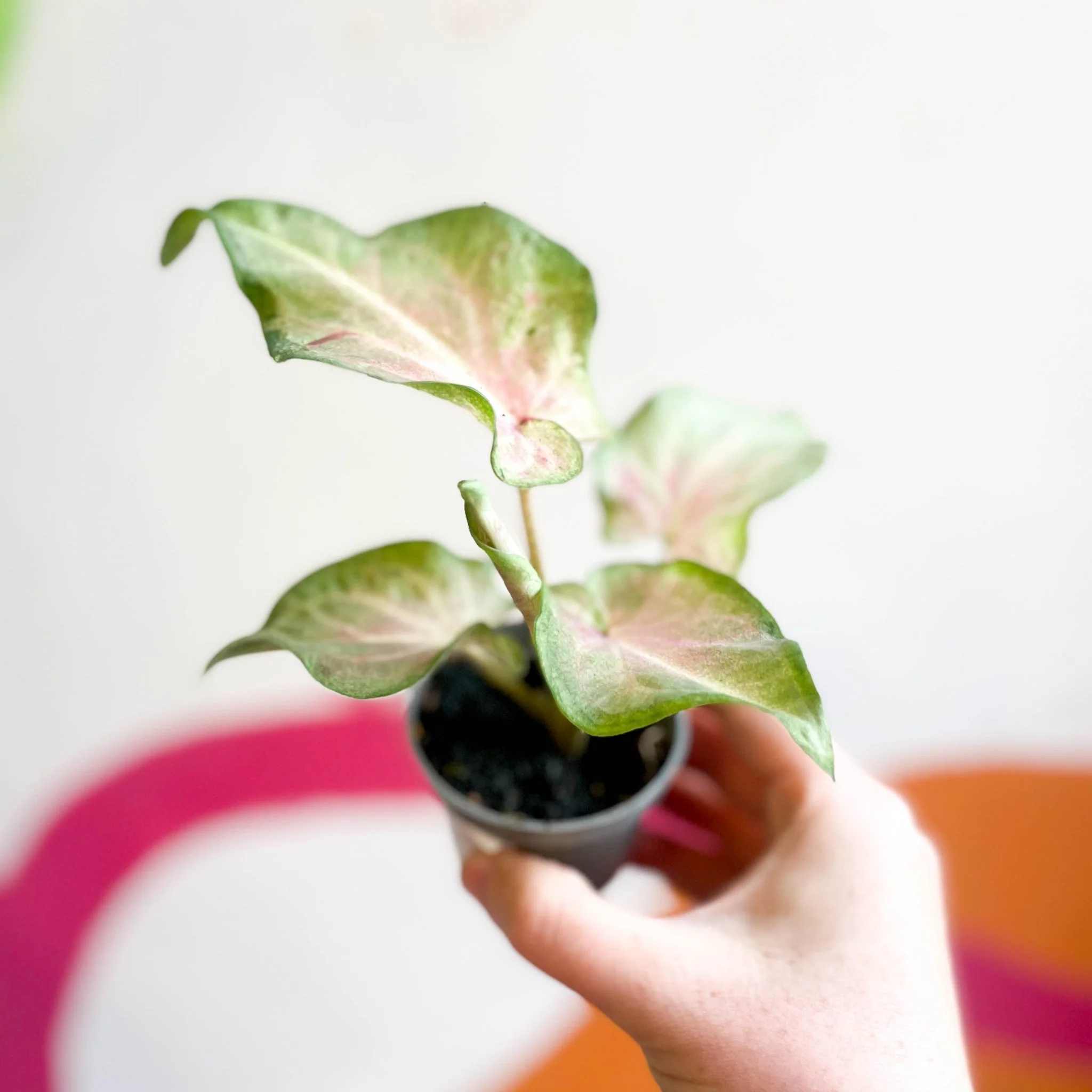 Caladium maculatum - Image 6