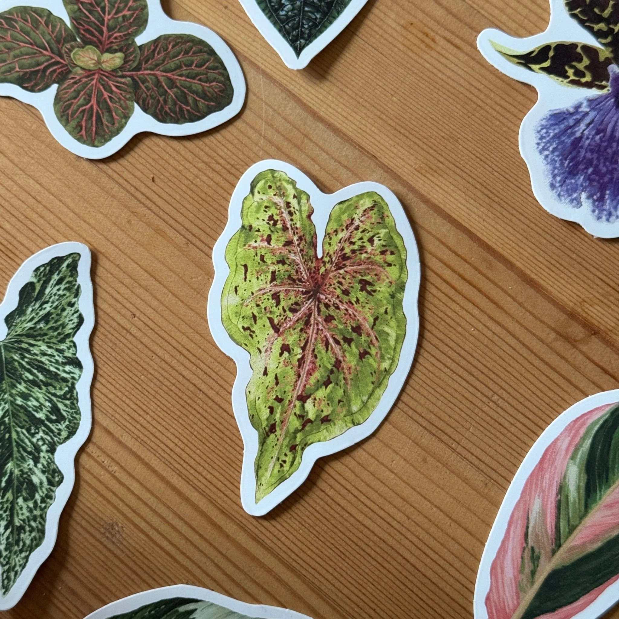 Caladium ‘Miss Muffet’ Tropical Houseplant Vinyl Sticker [Beneath the Canopy RHS Collab] - Image 3