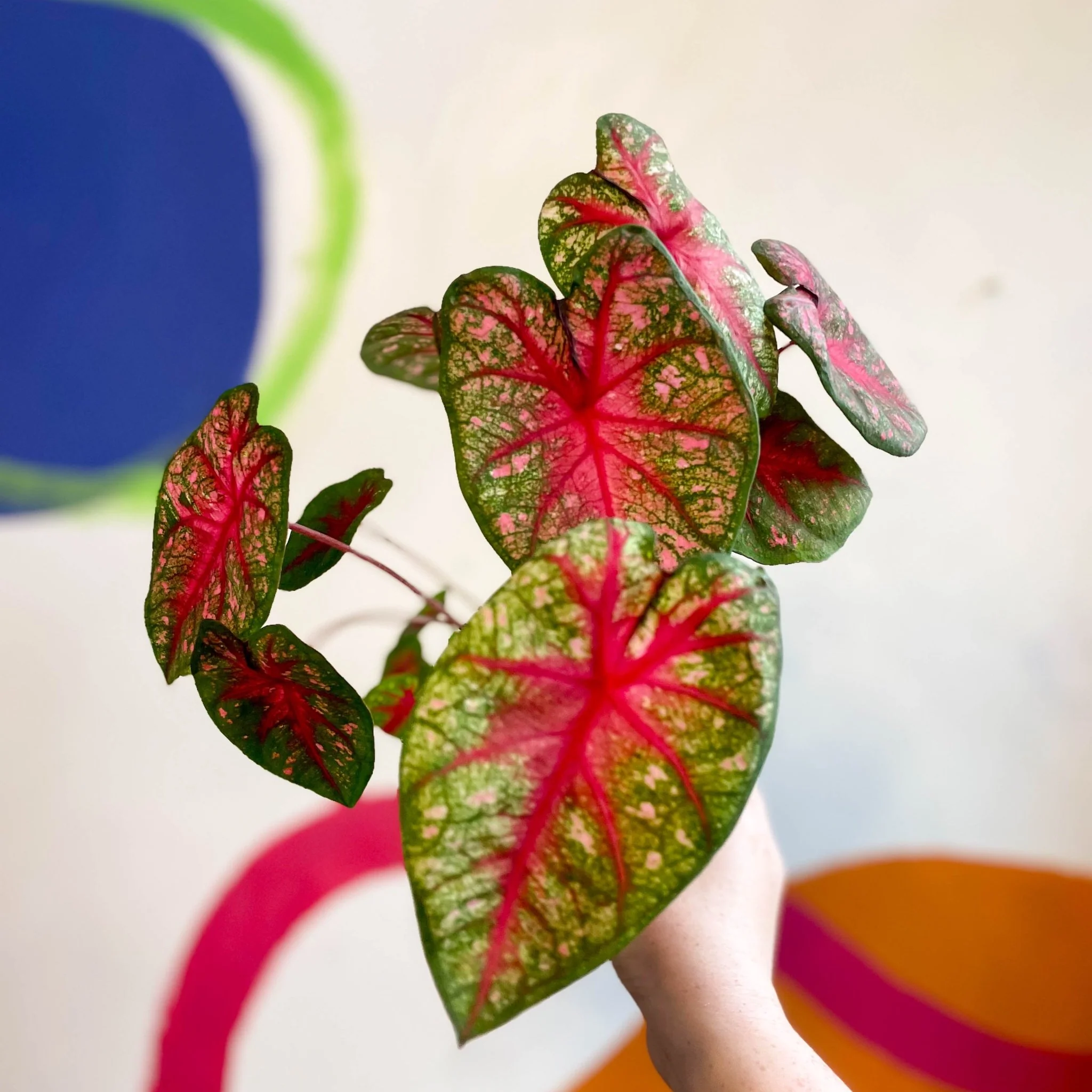 Caladium 'Pink Queen' - Image 6