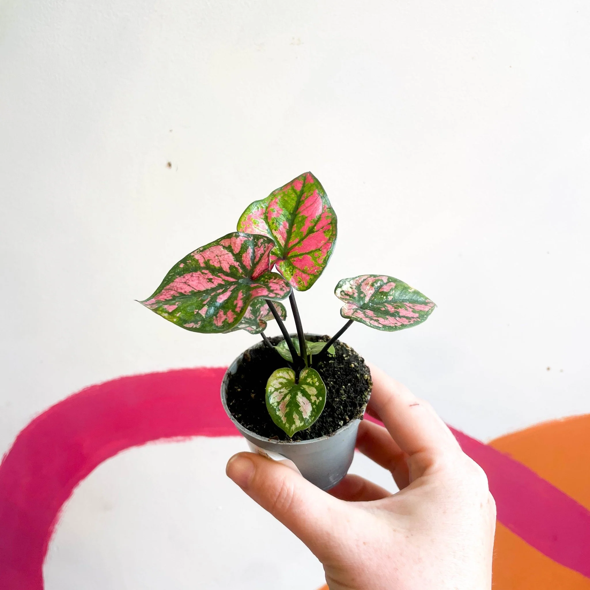 Caladium 'Purple Light' - Image 3