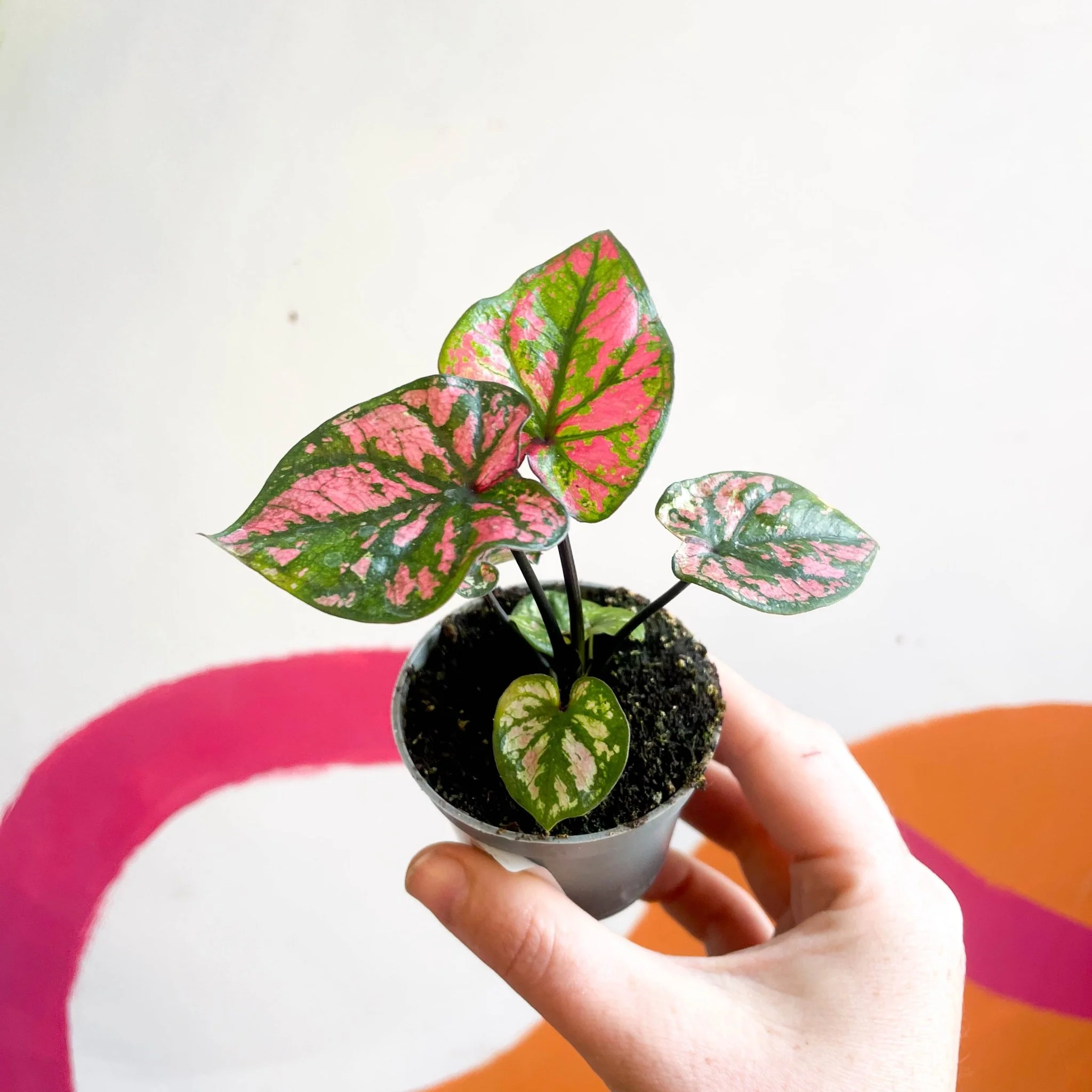 Caladium 'Purple Light' - Image 4