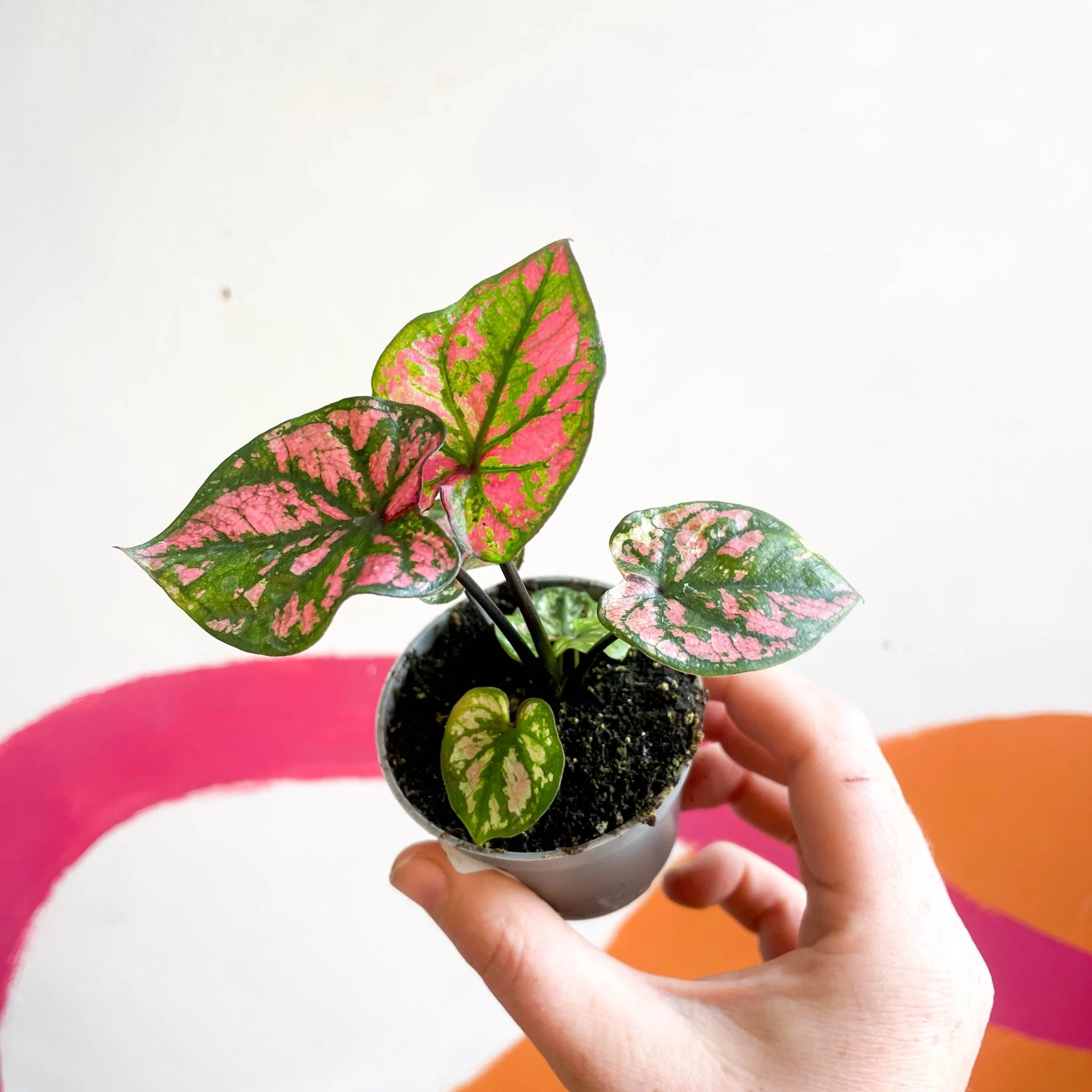 Caladium 'Purple Light' - Image 5