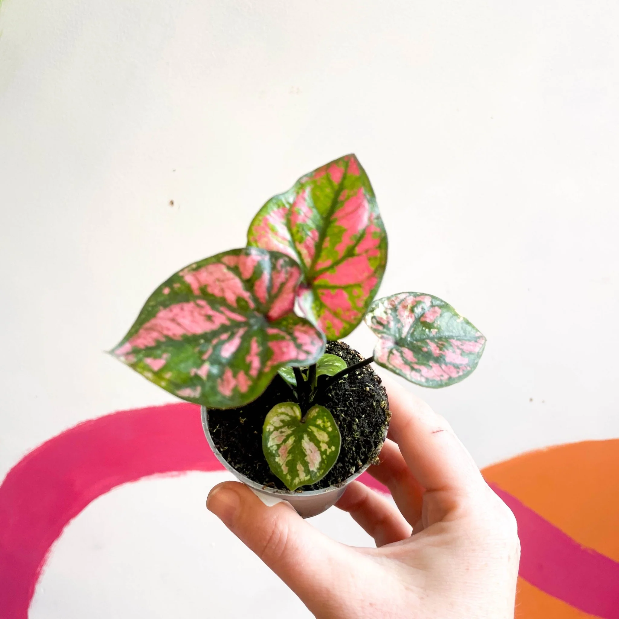 Caladium 'Purple Light' - Image 6