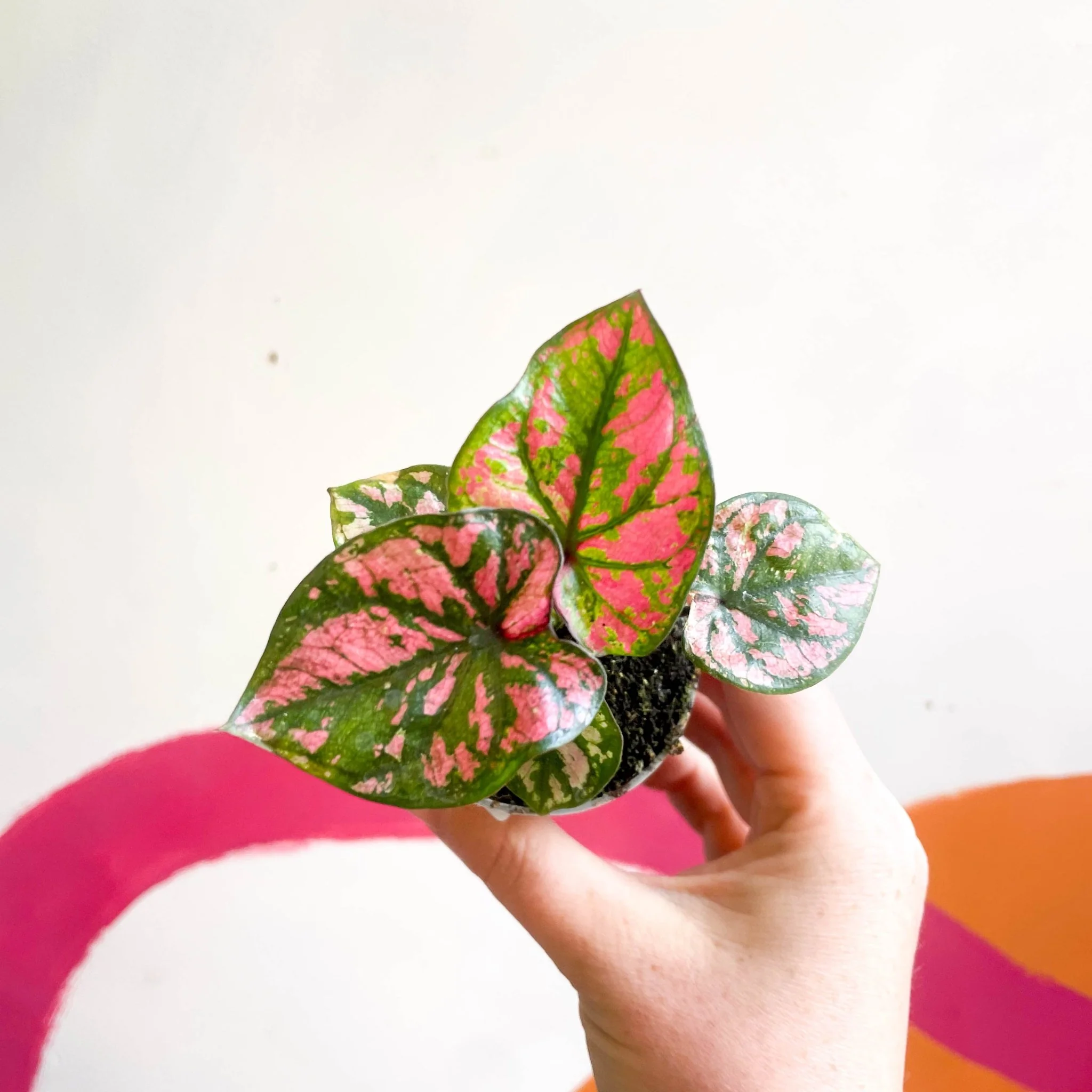 Caladium 'Purple Light' - Image 7