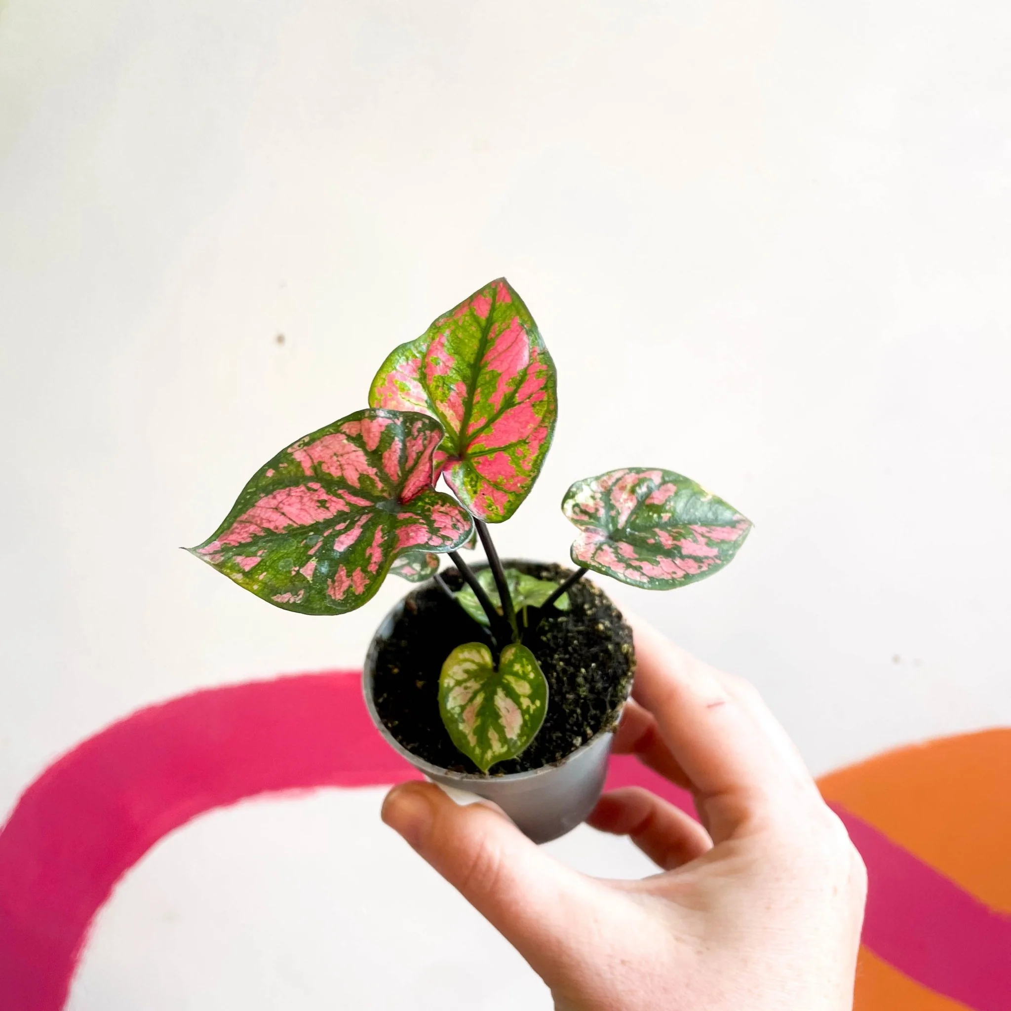 Caladium 'Purple Light' - Image 8