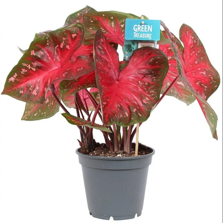 Caladium 'Red Flash'