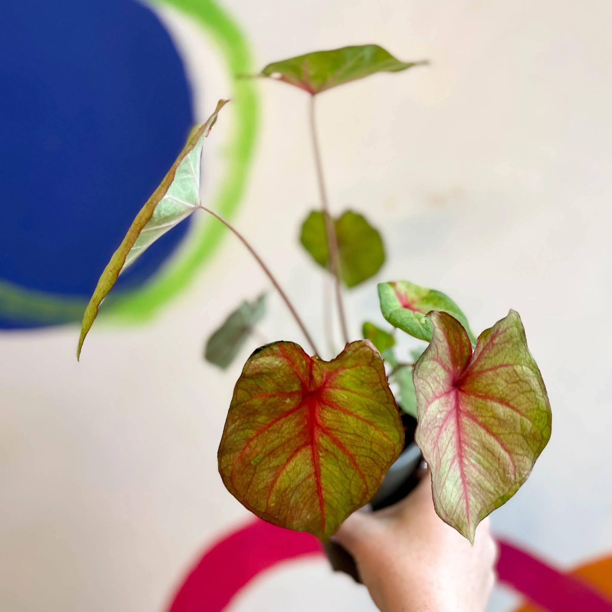 Caladium 'River' - Image 6