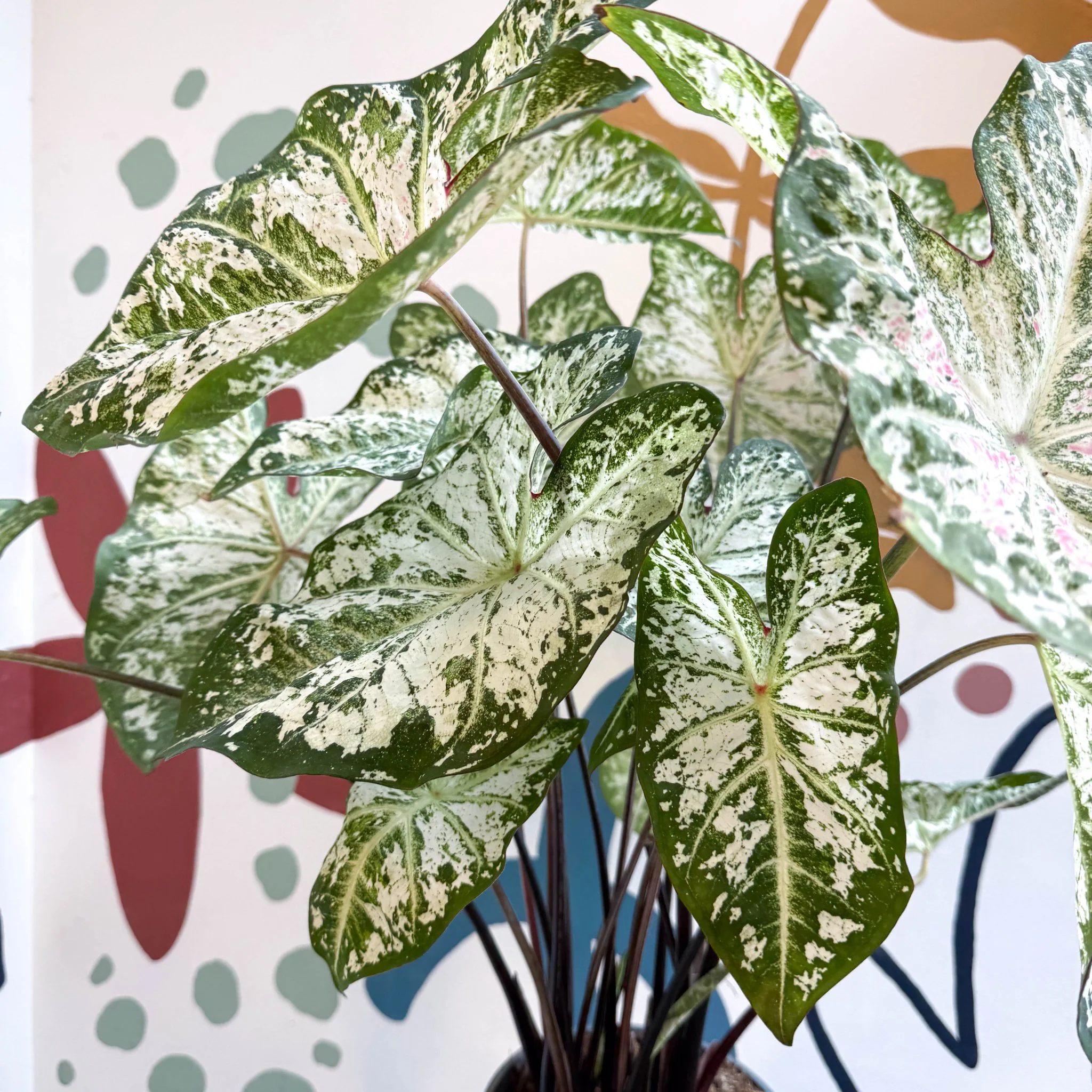 Caladium 'Snow Flurry'