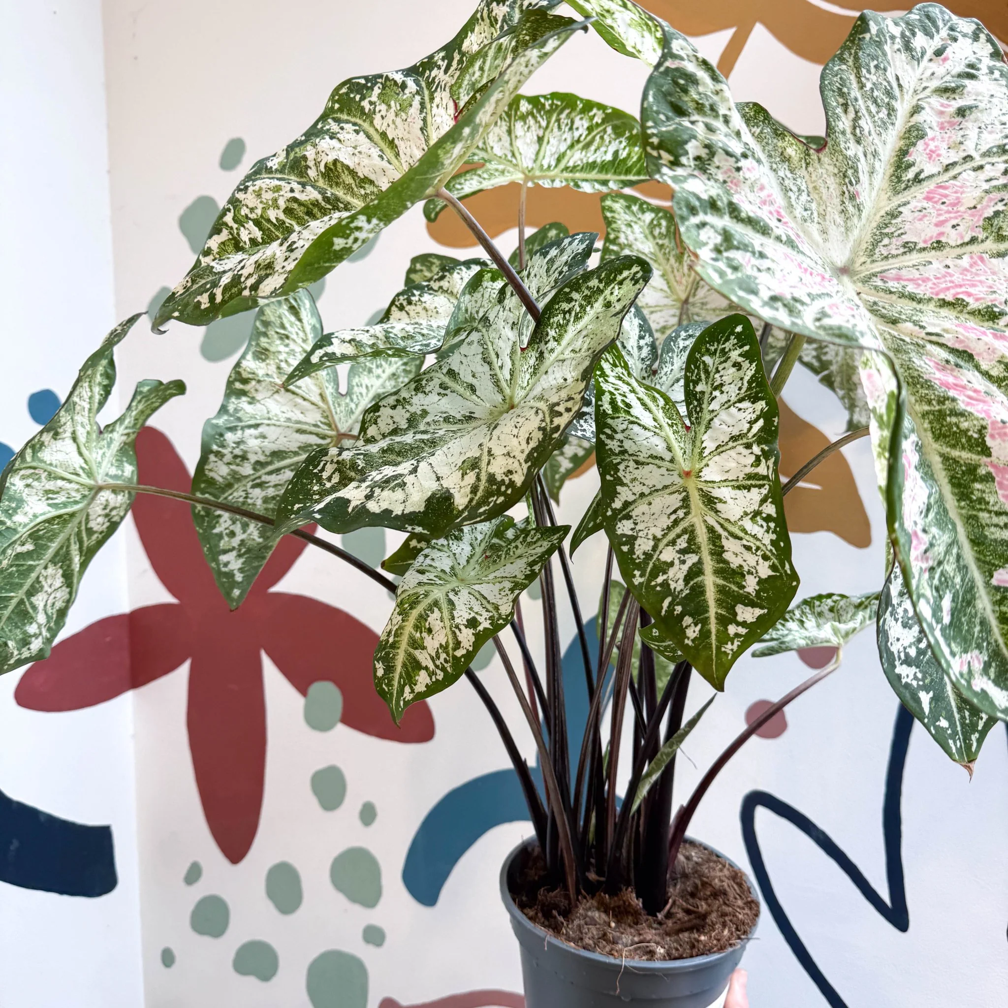 Caladium 'Snow Flurry' - Image 10